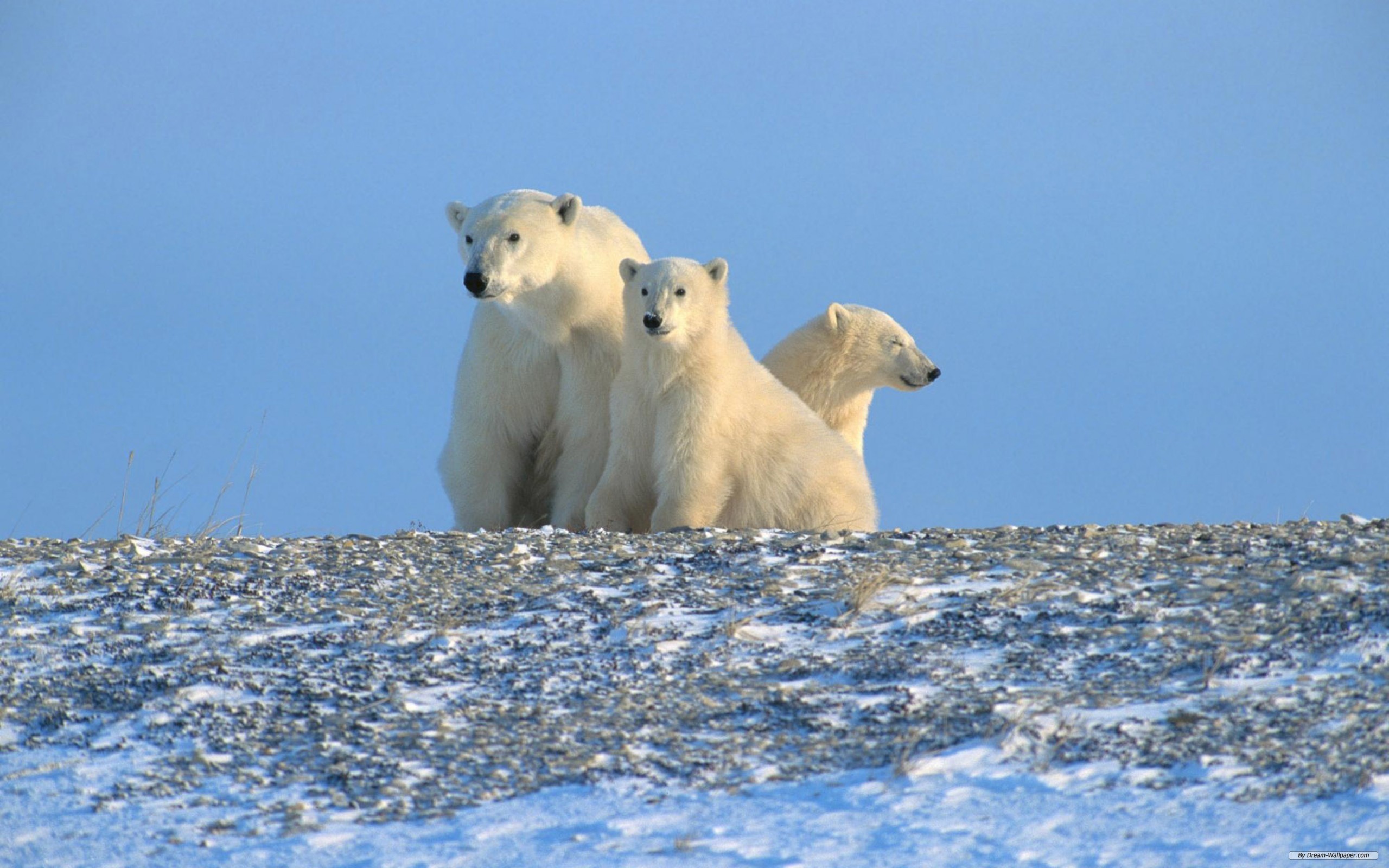 animal, polar bear, bears lock screen backgrounds