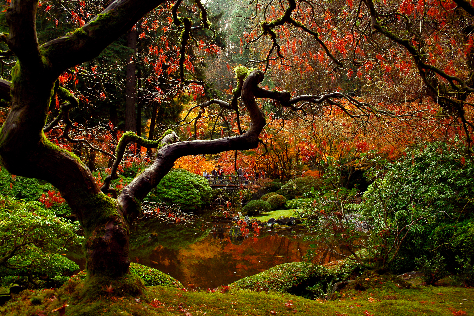 Скачать картинку Японский Сад, Япония, Парк, Фотографии, Осень в телефон бесплатно.