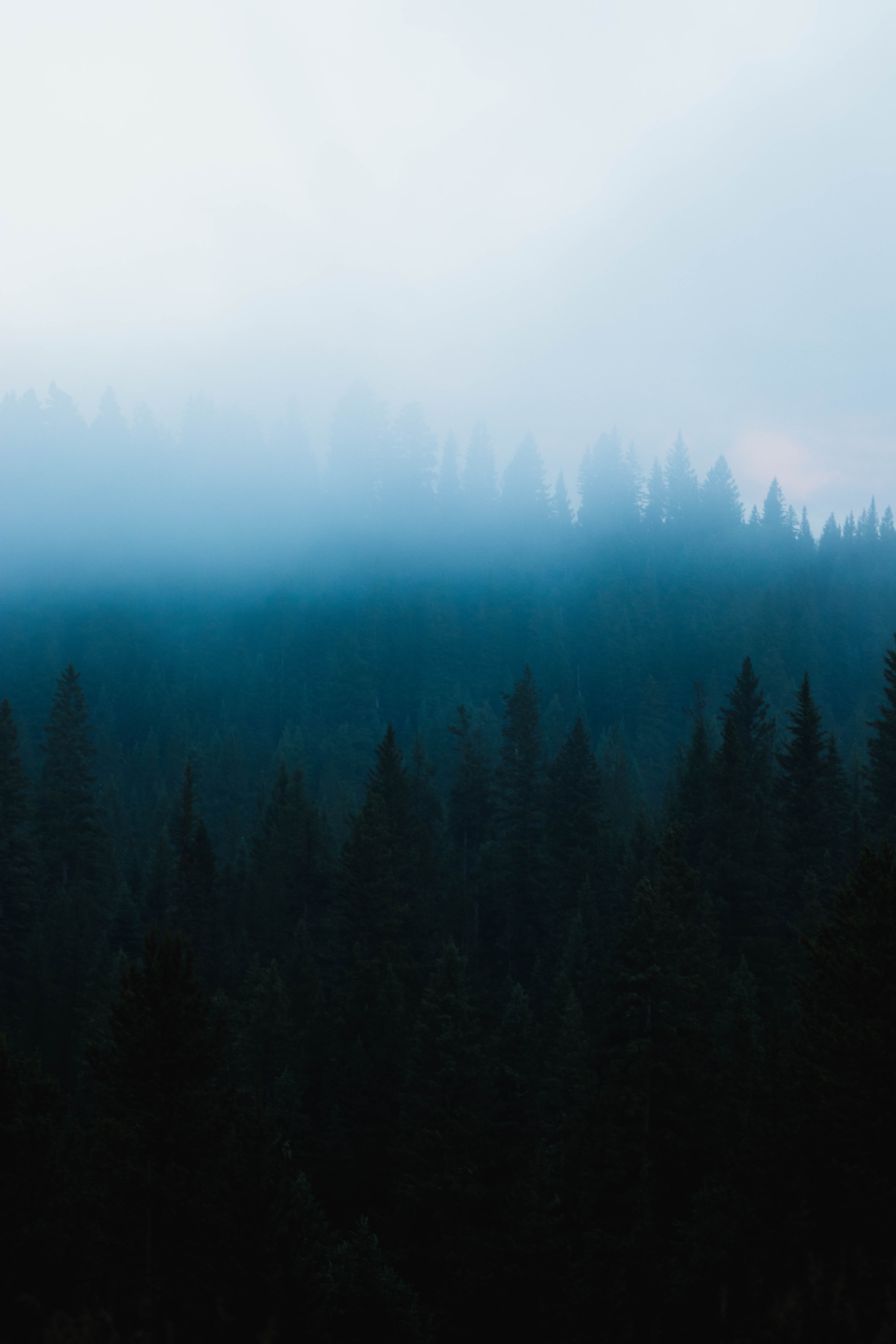 117815 скачать обои лес, природа, деревья, туман, ель, мрак - заставки и картинки бесплатно