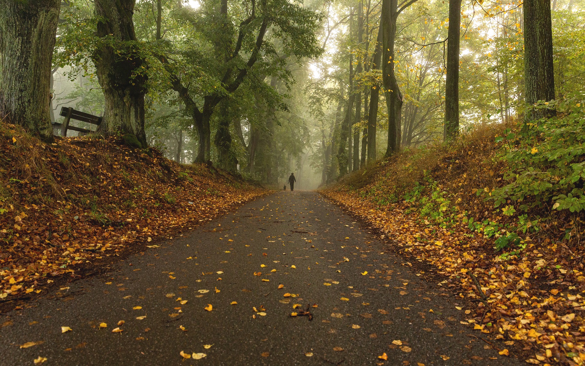 Осенняя аллея. Дорога в лесу. Желтое дерево. Парк, осень, деревья, тропинка, аллея.