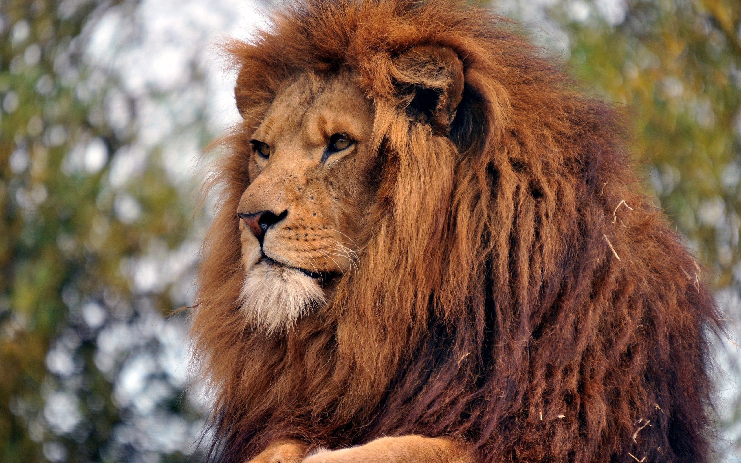 HD wallpaper lion, muzzle, animals, predator, mane