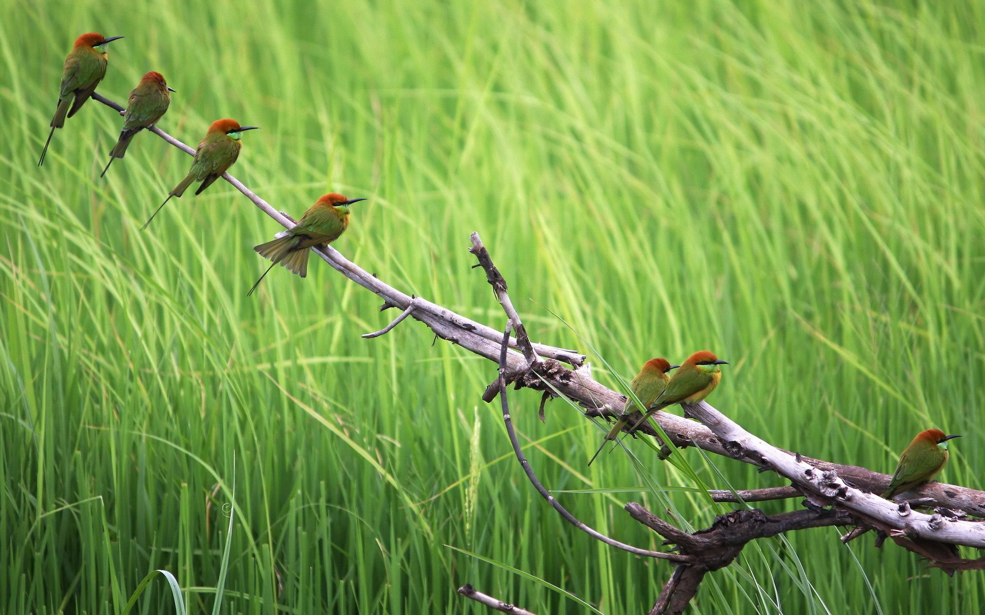 animals, birds, grass, wood, sit, tree, branch, color, flock High Definition image