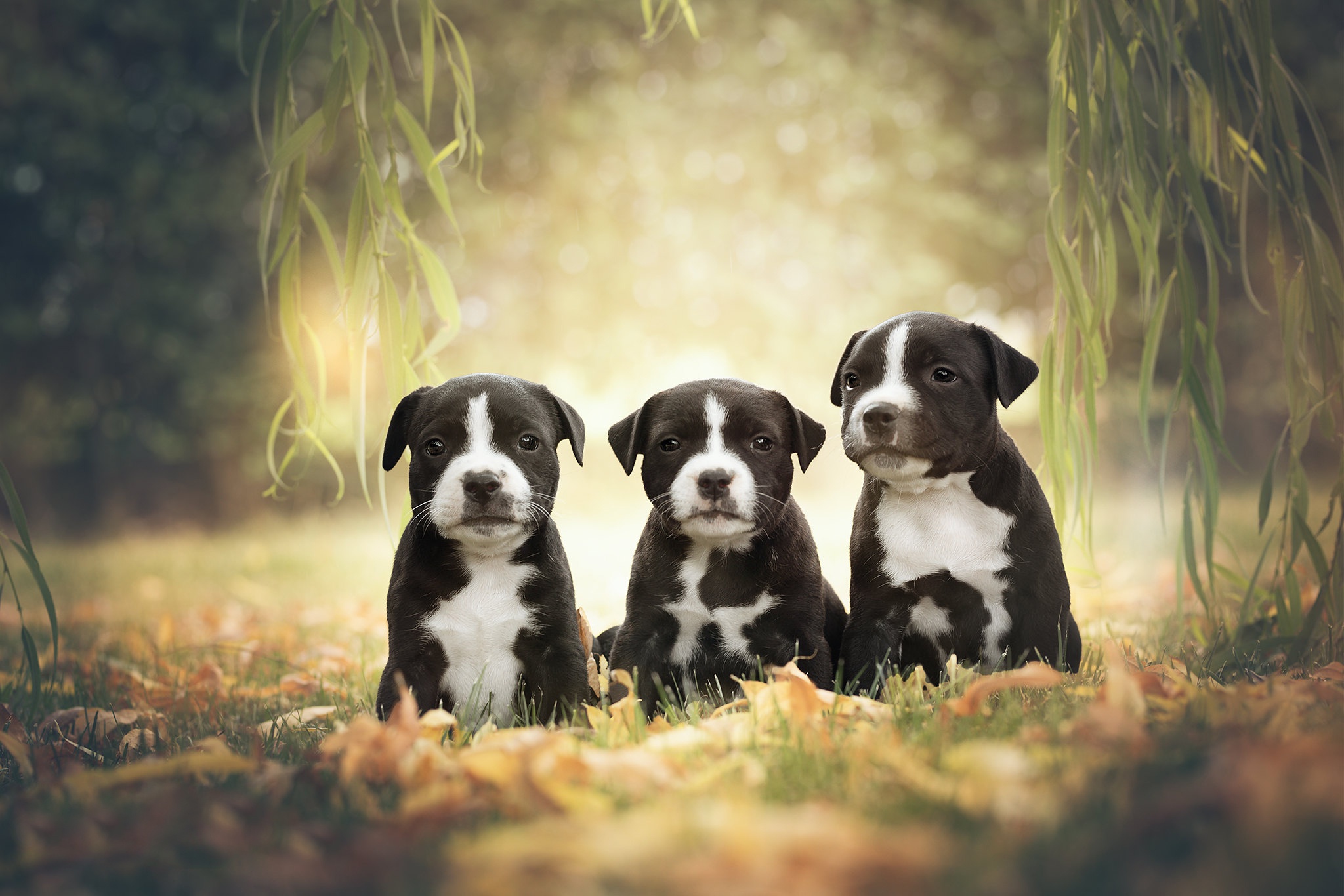 Cool American Staffordshire Terrier HD Wallpaper