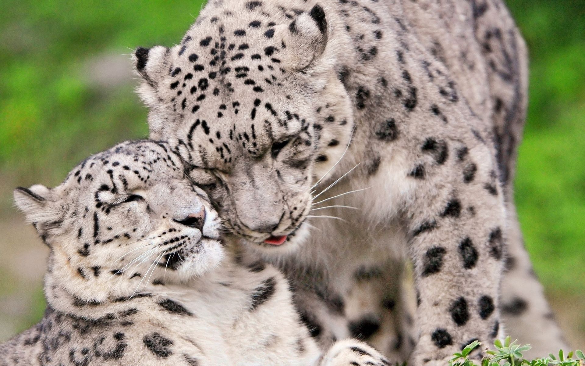 tenderness, pair, animals, snow leopard, predators, couple, care, irbis phone background