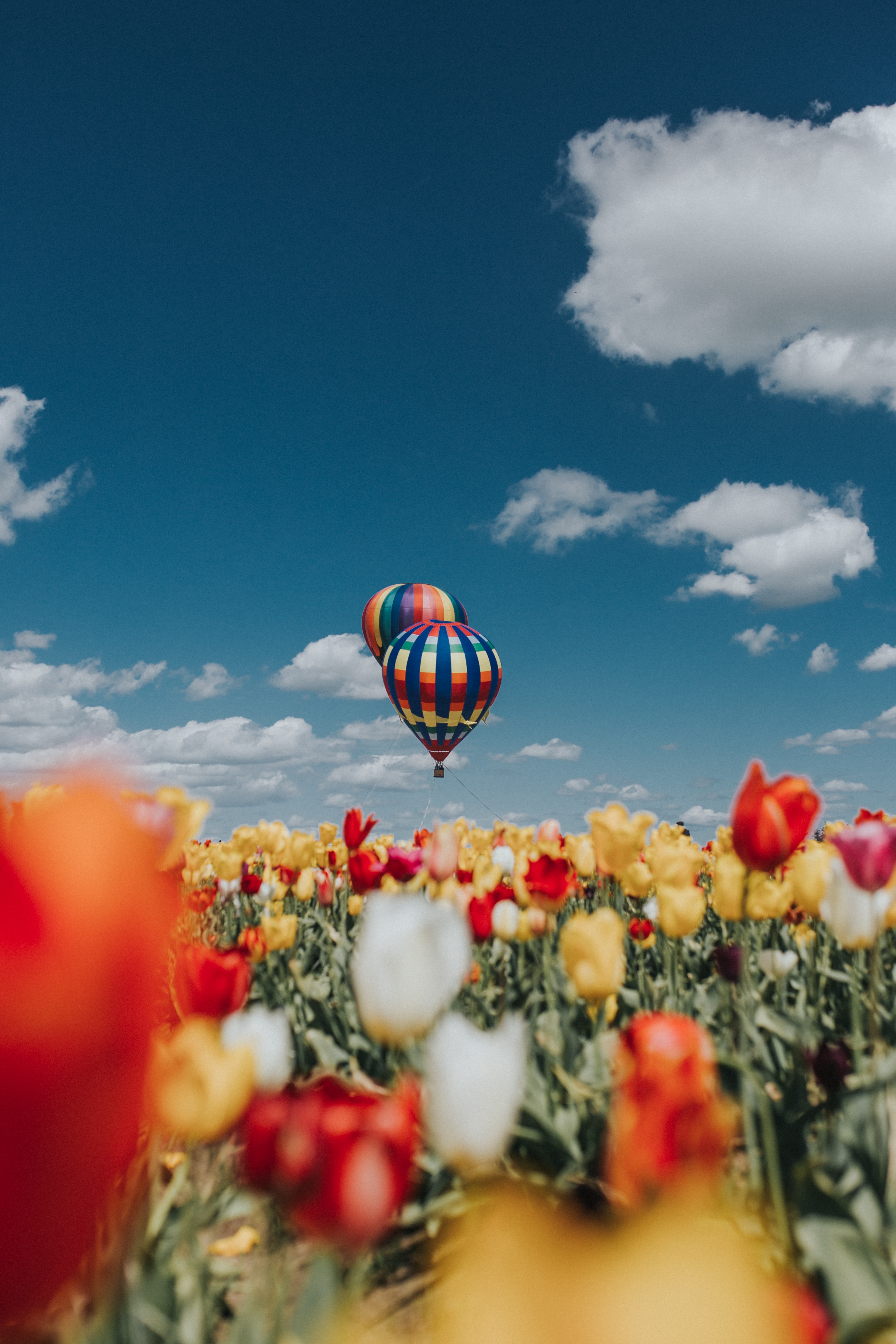 100339 Hintergrundbild herunterladen feld, tulpen, natur, sky, luftballon, ballon - Bildschirmschoner und Bilder kostenlos