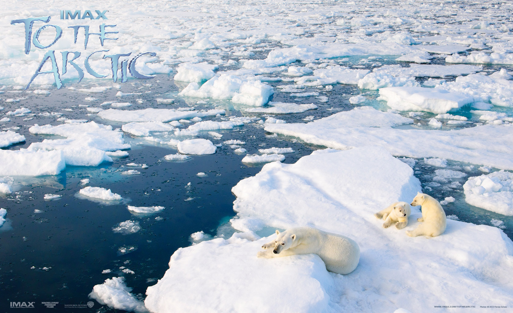 537393 скачать картинку антарктида, кино, в арктику, арктический, медведь, лёд, белый медведь - обои и заставки бесплатно