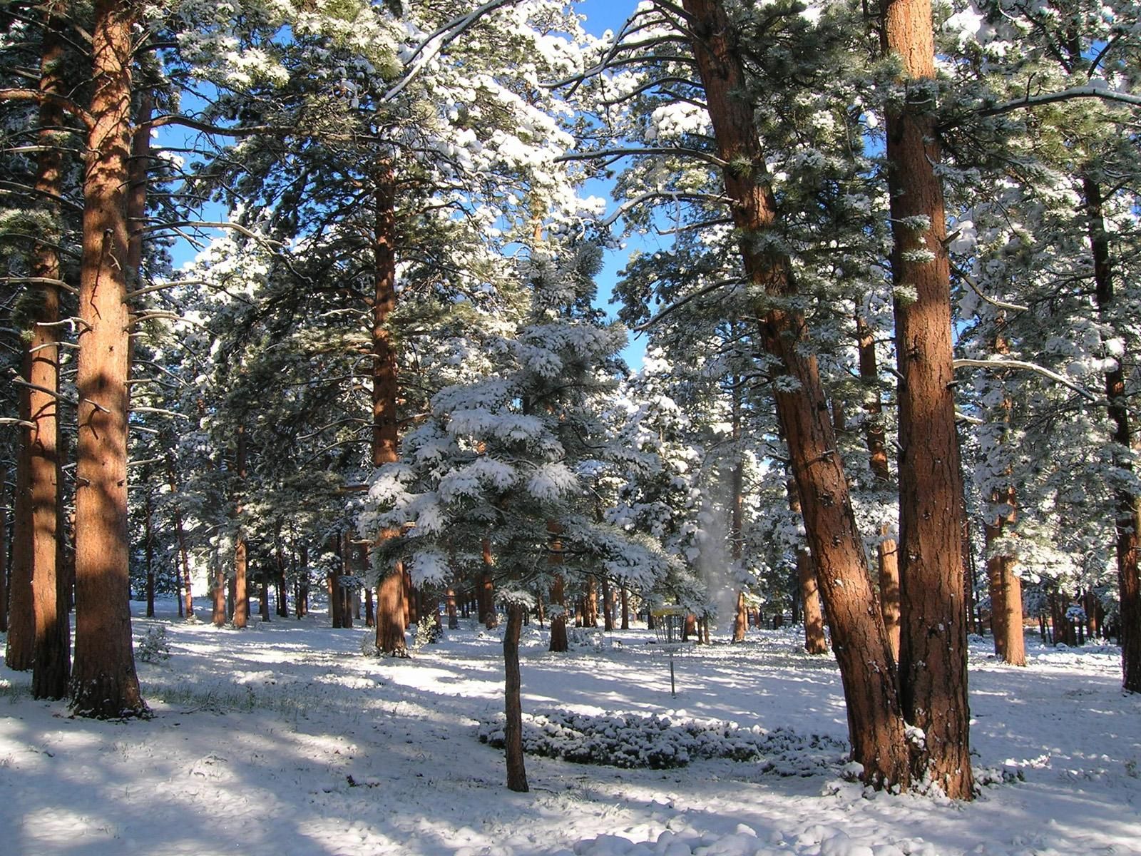 Laden Sie das Natur, Kiefer, Wald, Schnee, Winter-Bild kostenlos auf Ihren PC-Desktop herunter