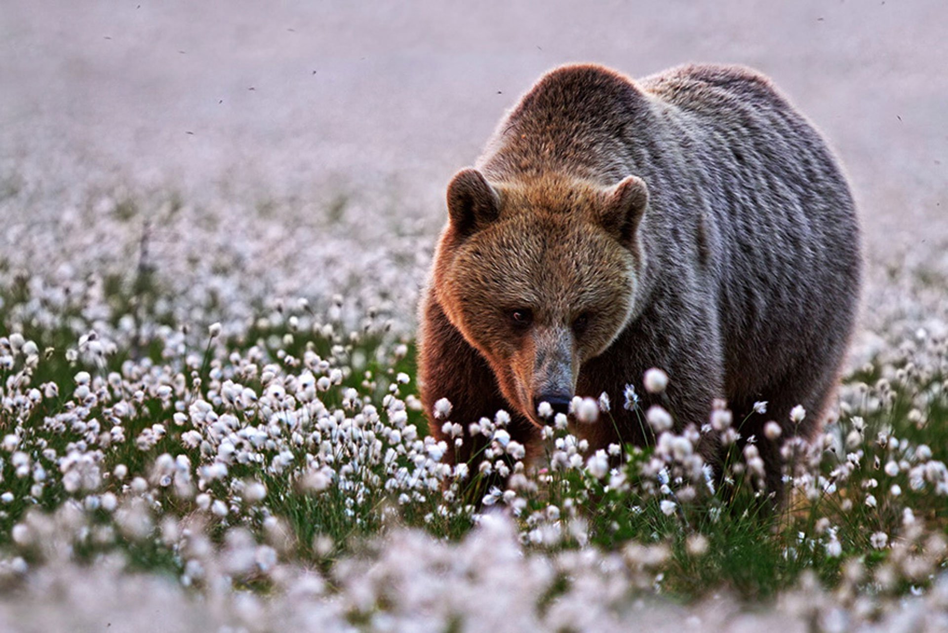 Медведь весной