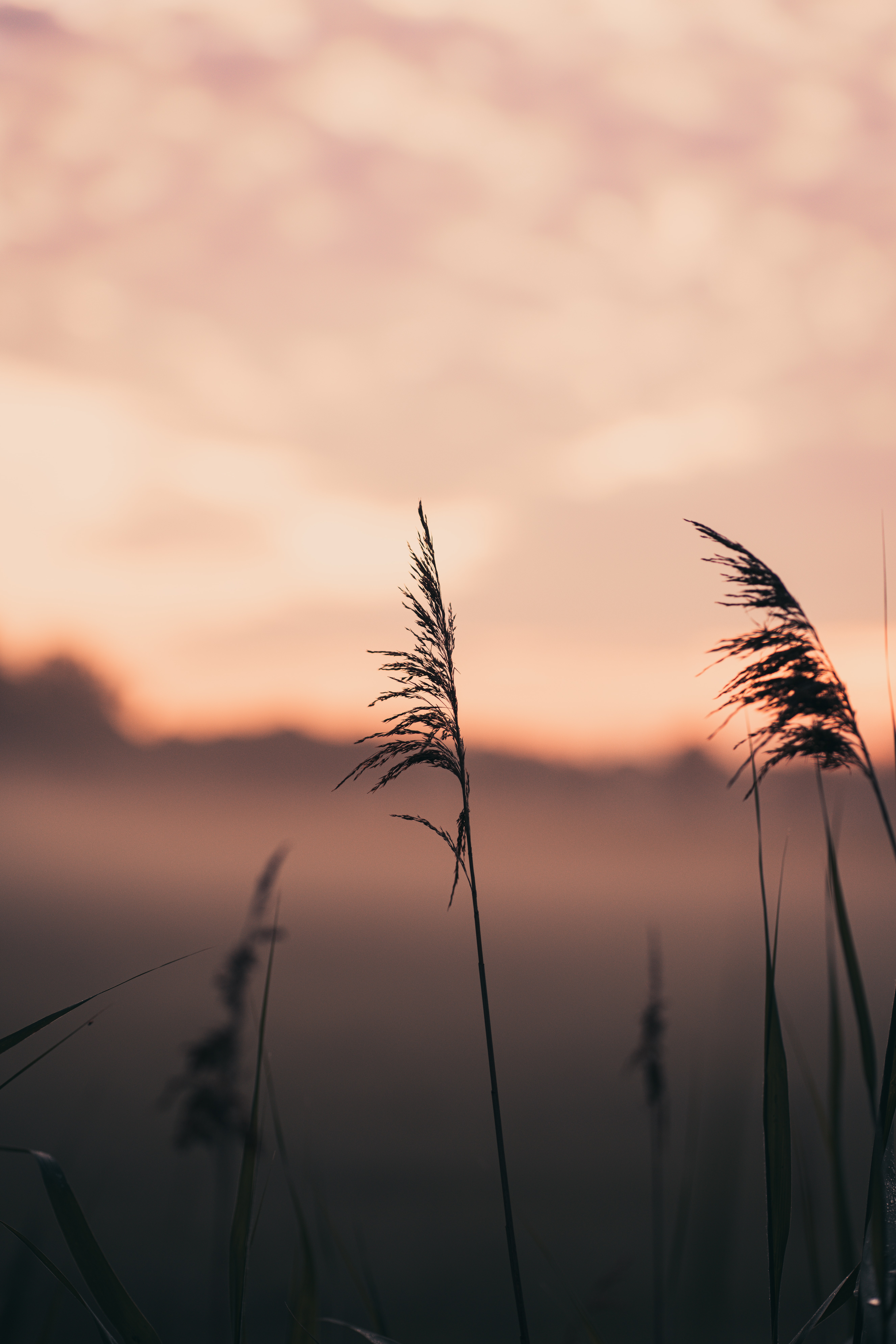 Download mobile wallpaper Nature, Ears, Grass, Spikes, Fog, Macro, Focus for free.
