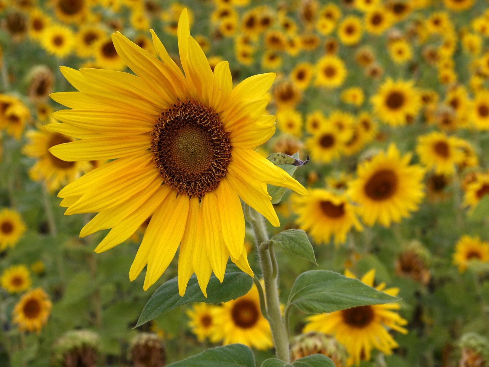 40473 Bild herunterladen pflanzen, blumen, sonnenblumen, gelb - Hintergrundbilder und Bildschirmschoner kostenlos