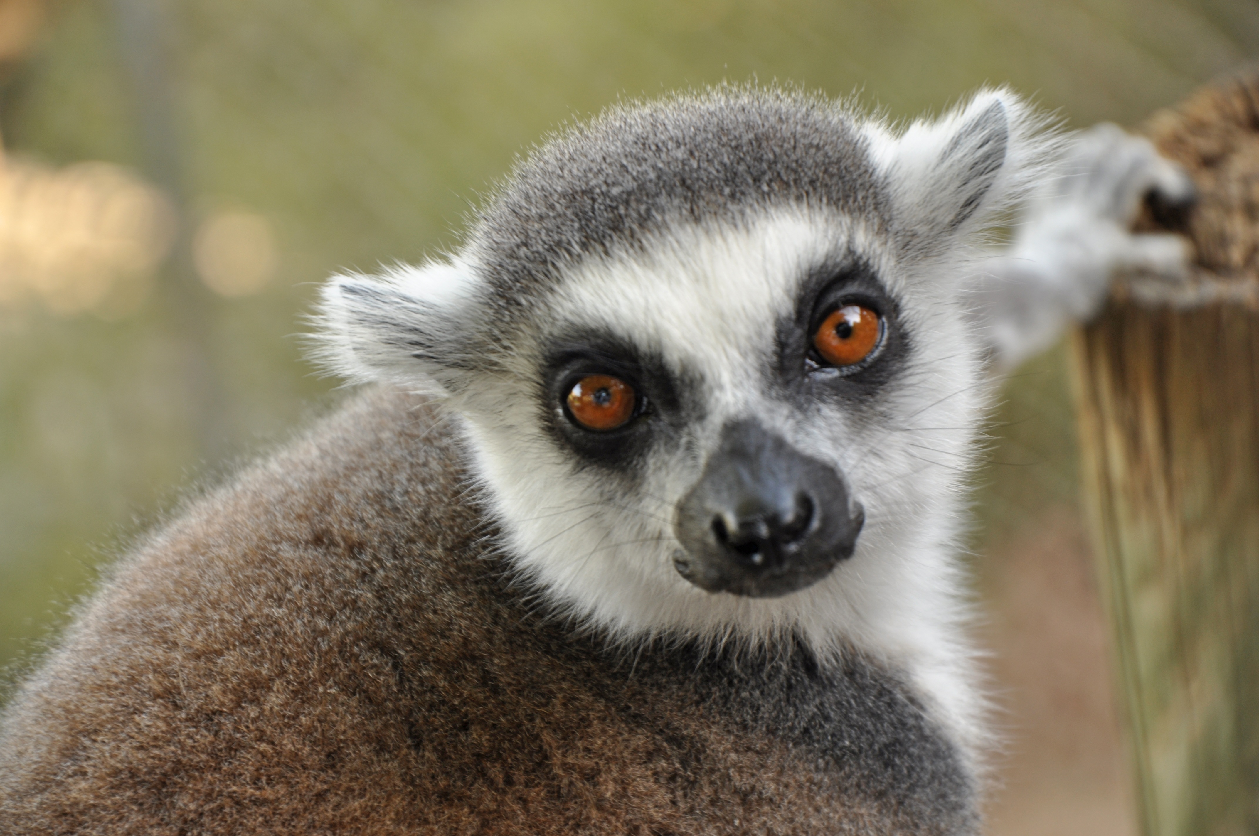 animals, muzzle, sight, opinion, lemur