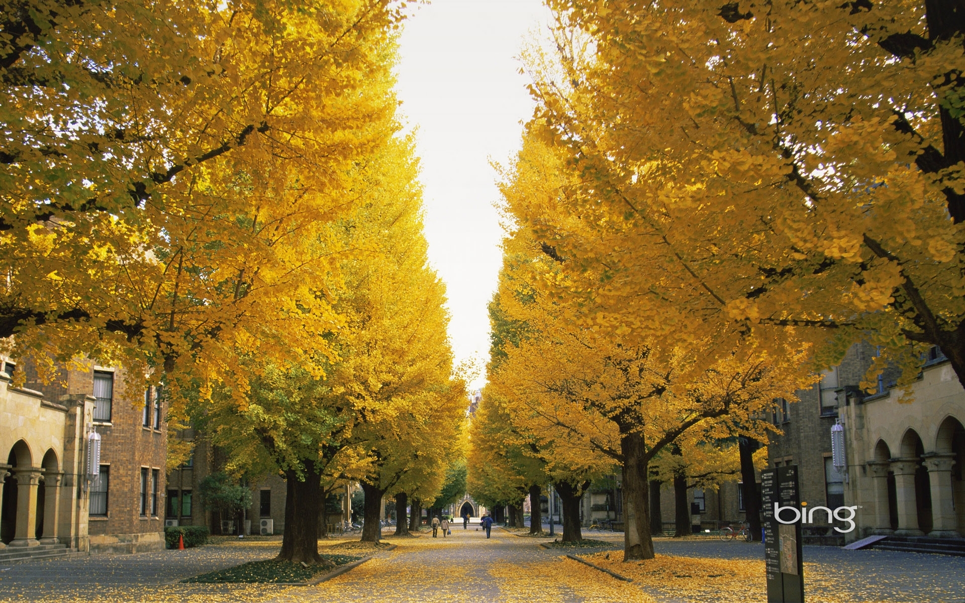 Download mobile wallpaper Streets, Landscape, Trees, Leaves, Autumn for free.