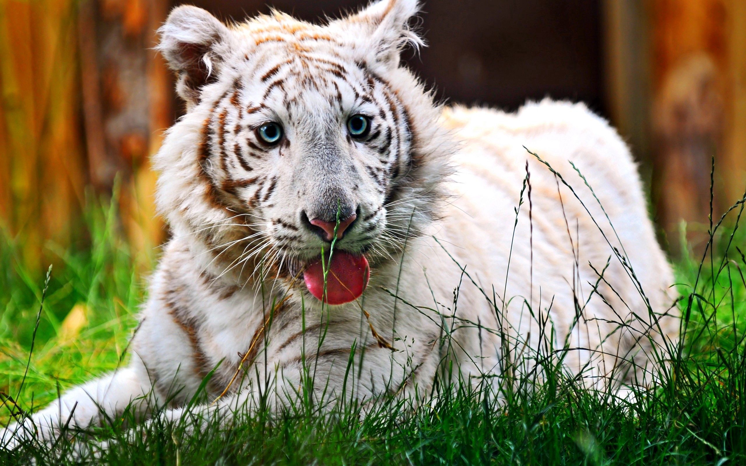Download mobile wallpaper Tiger, Muzzle, Rest, Animals, Striped, Grass, Relaxation for free.