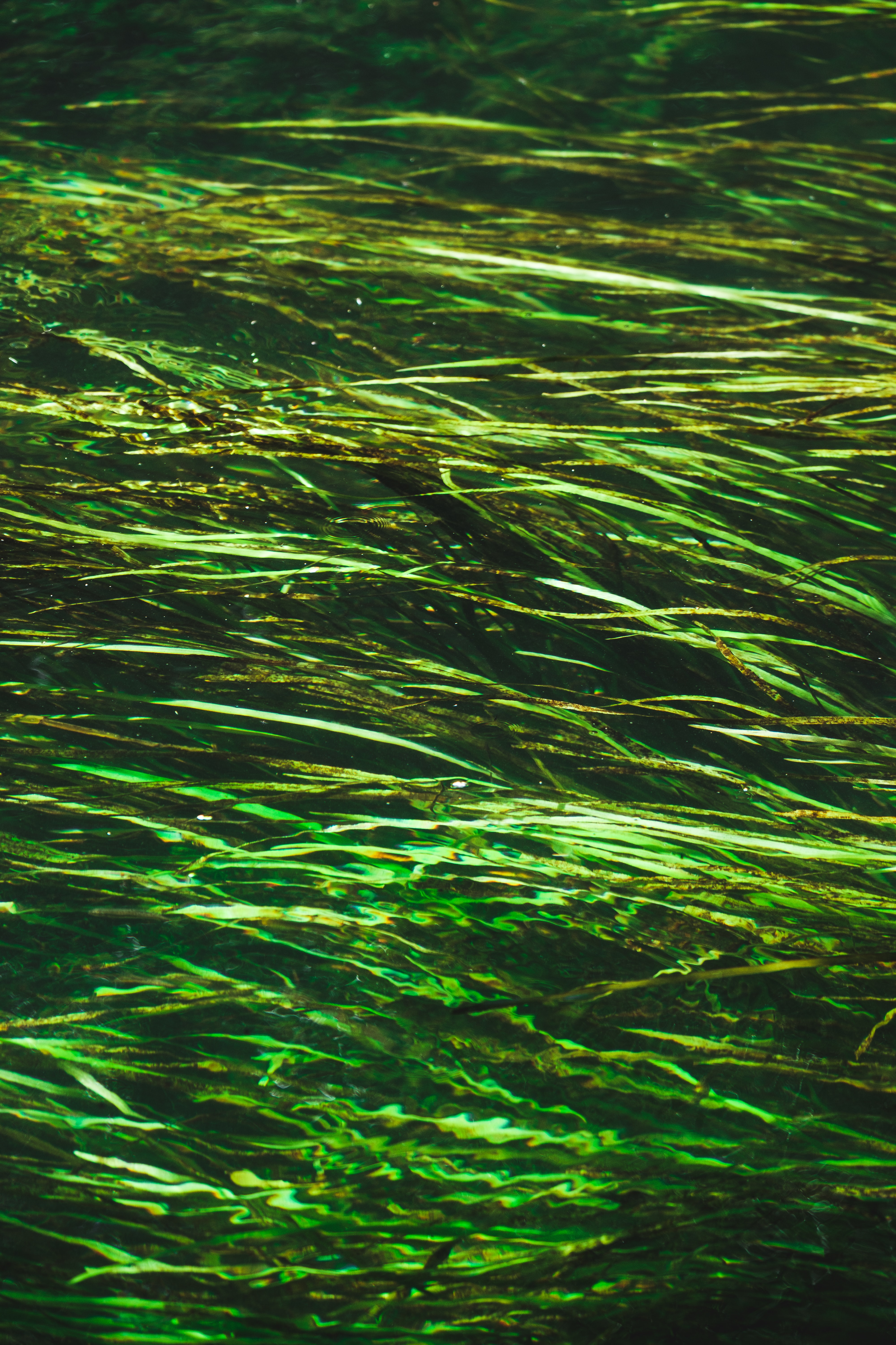 nature, water, glare, distortion, seaweed, algae