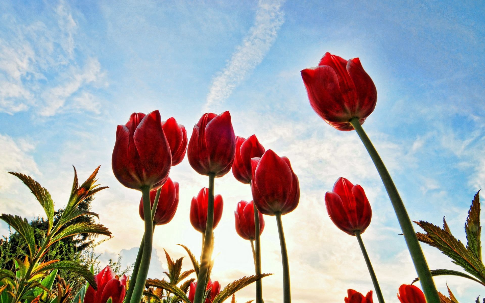 84179 завантажити шпалери тюльпани, квіти, дерева, трава, небо, сонце, хмари, сонечко - заставки і картинки безкоштовно
