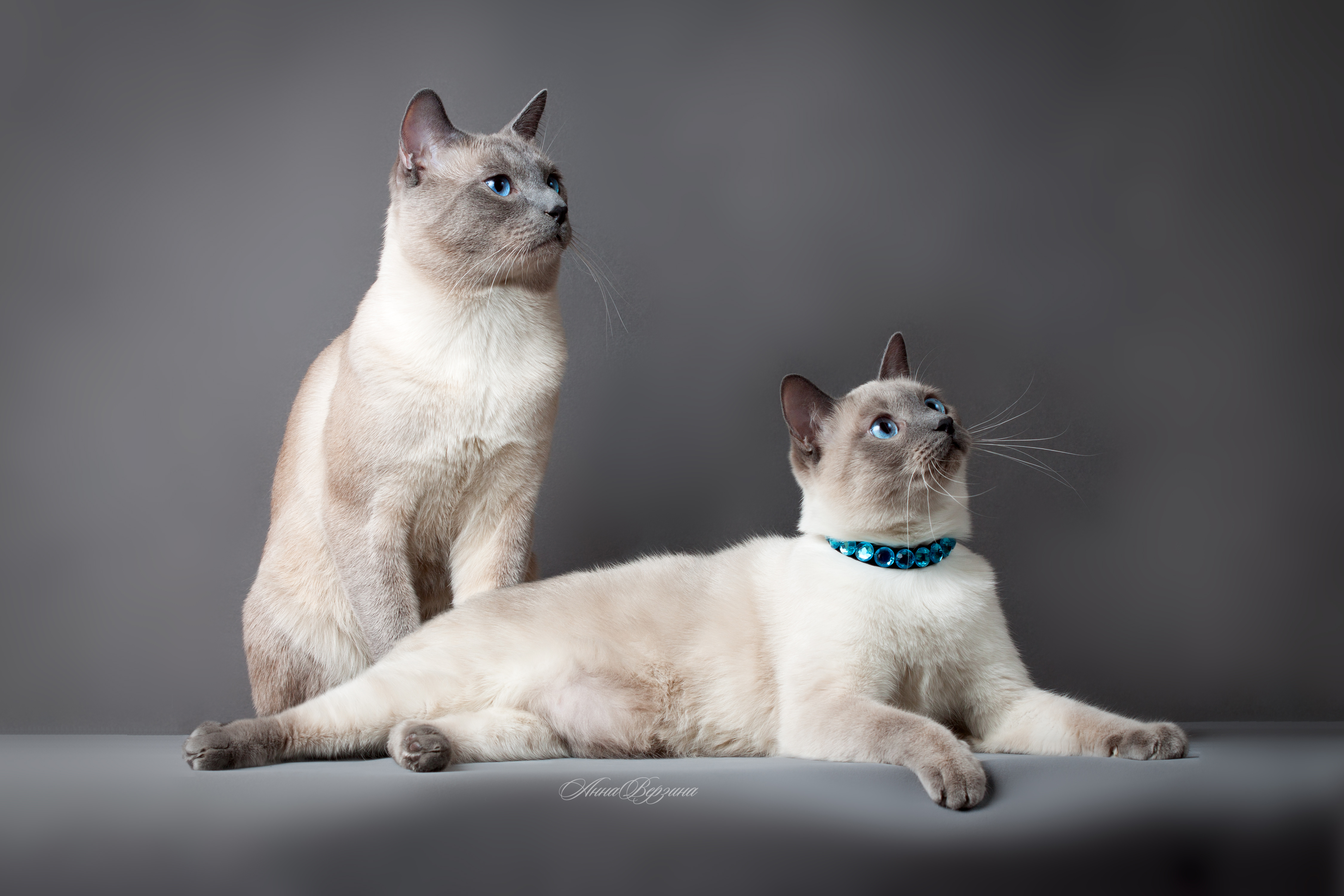 Free download wallpaper Cats, Pair, Beautiful, Pedigree, Thai Cat, Couple, Animals on your PC desktop