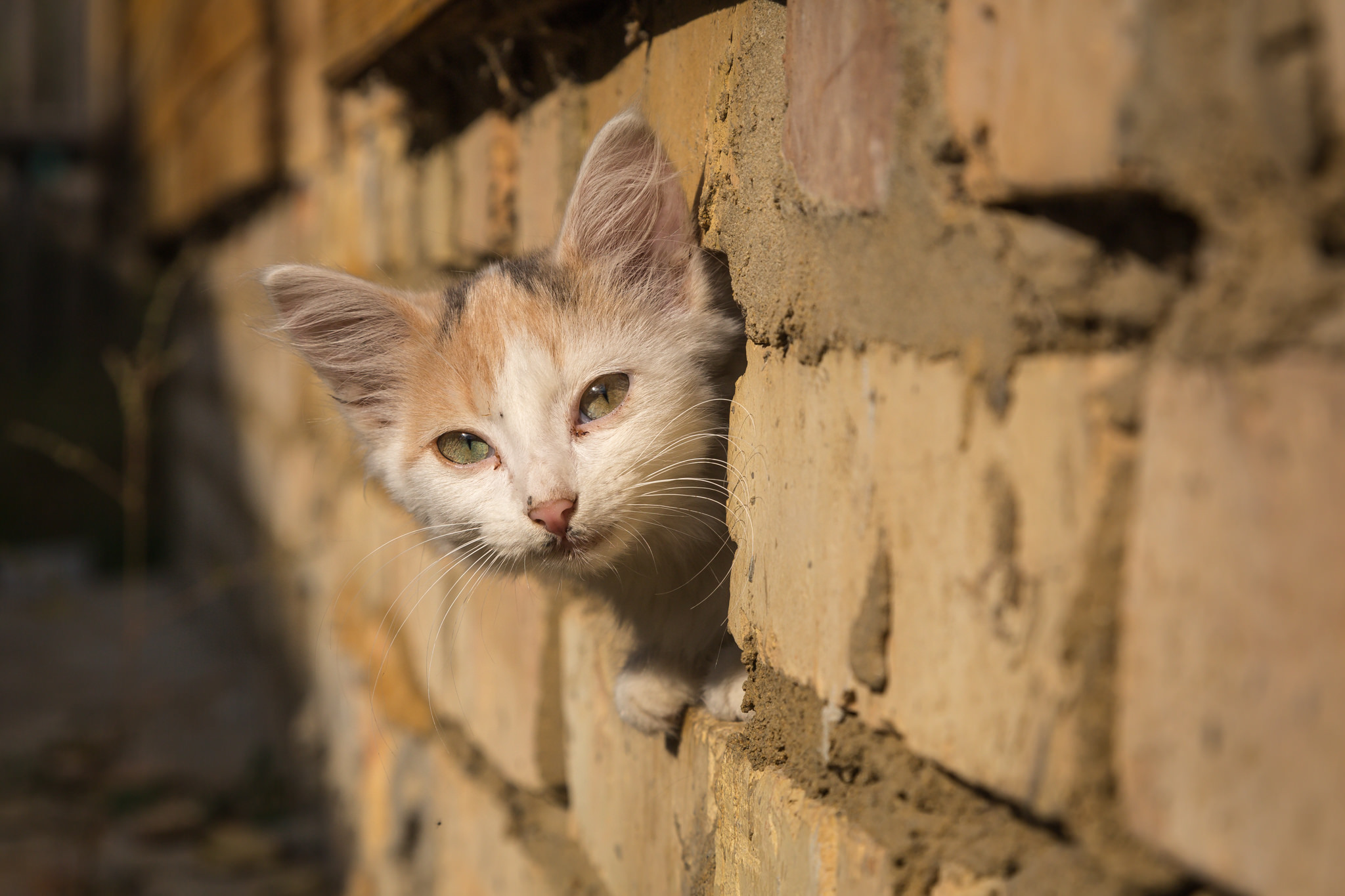 Скачати мобільні шпалери Кішка, Кошеня, Стіна, Тварина, Коти безкоштовно.