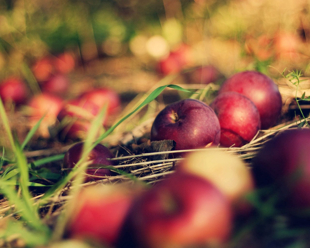Download mobile wallpaper Grass, Food, Apples for free.