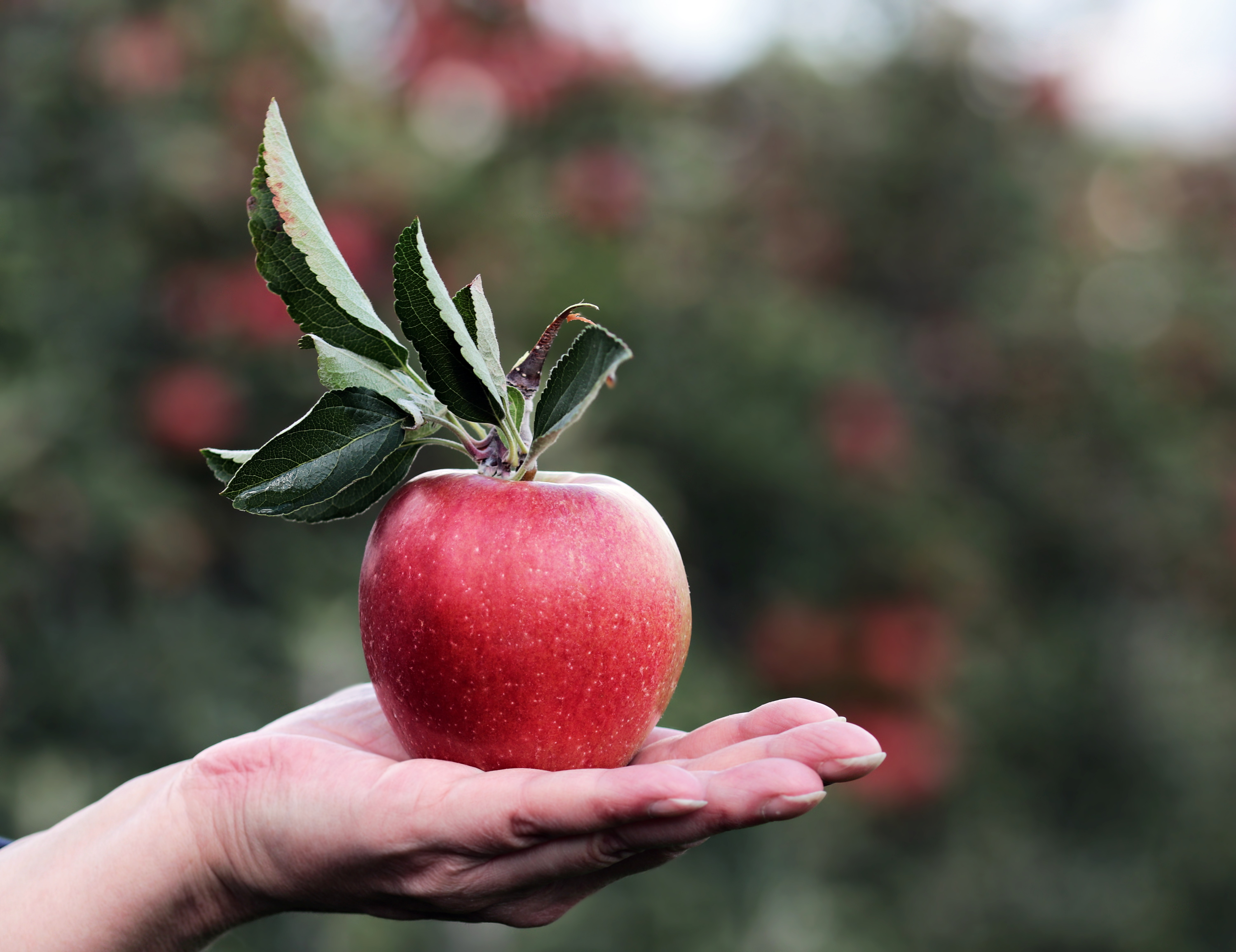 Download mobile wallpaper Food, Fruit, Hand, Apple for free.