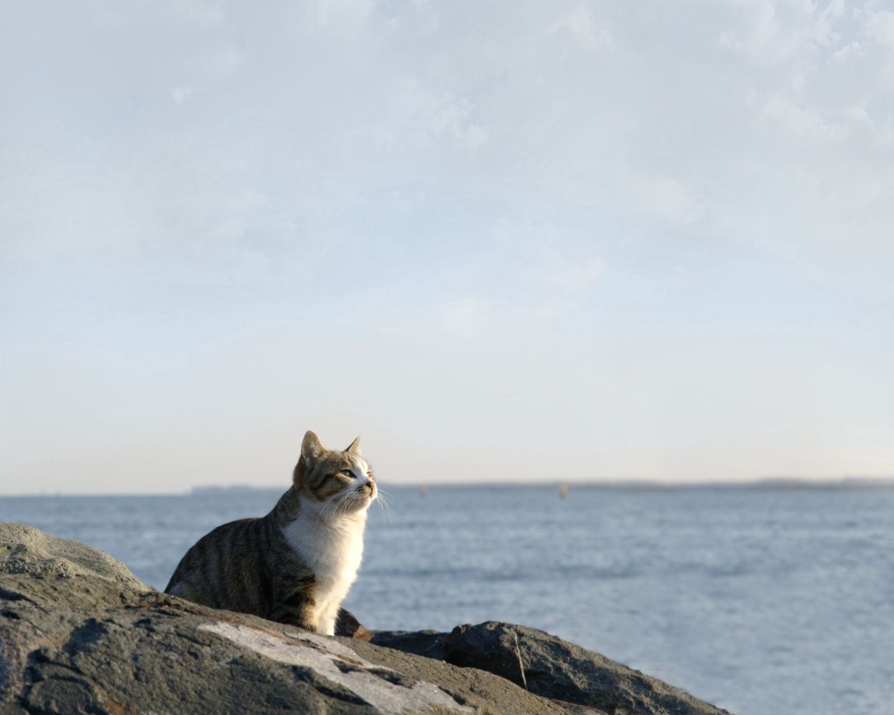 67351壁紙のダウンロード猫, 動物, ストーンズ, スカイ, 海, 座る, ネコ, 見る, 見ます-スクリーンセーバーと写真を無料で