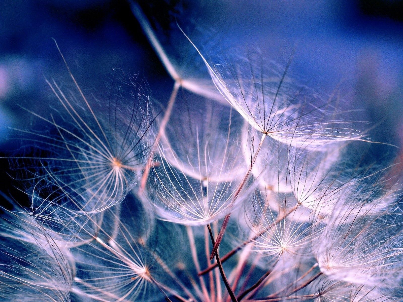 dandelion, white, macro, fluff, fuzz, air, seeds, seed, aerial Smartphone Background