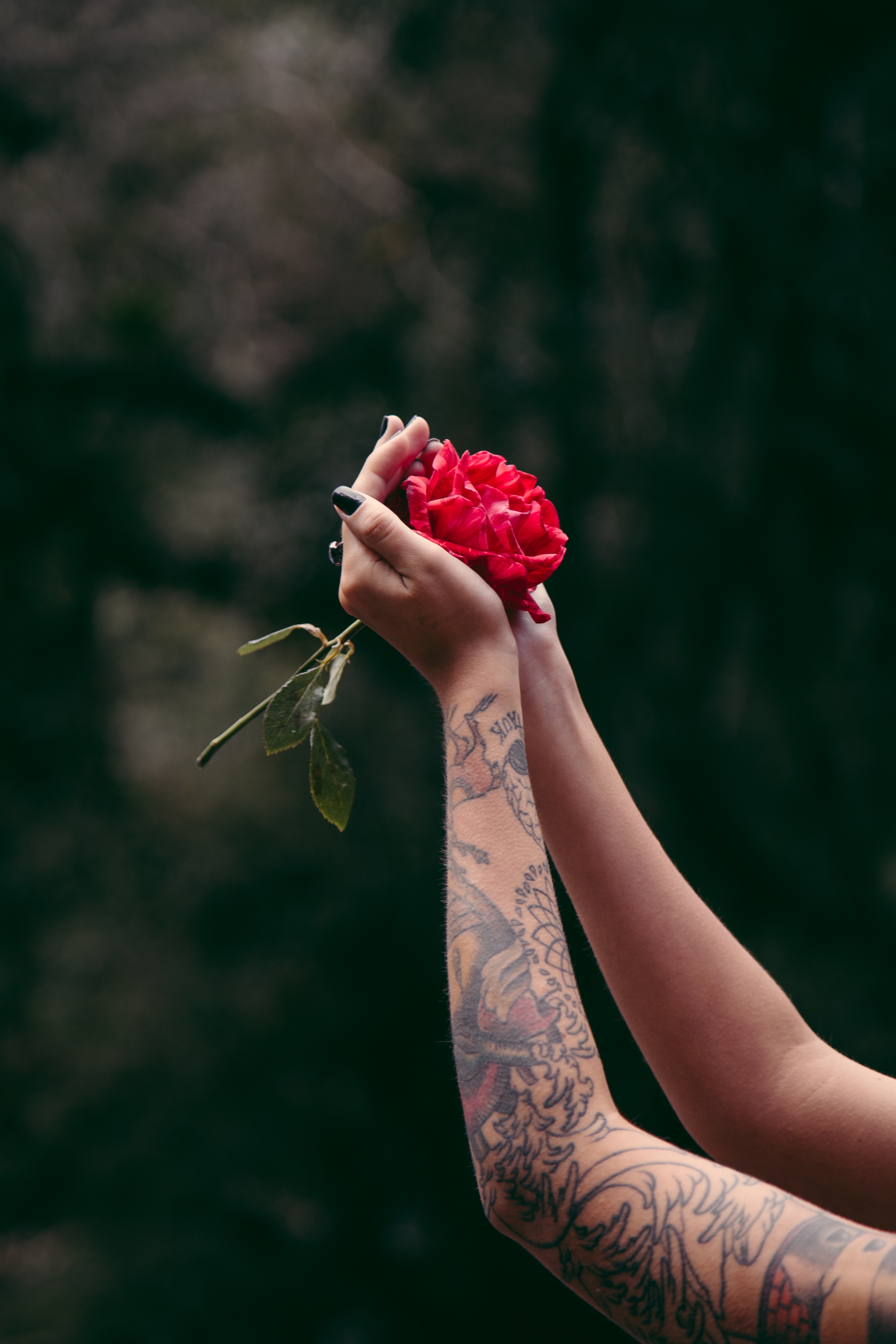 Handy-Wallpaper Blumen, Tätowierungen, Hände, Rose, Tattoo kostenlos herunterladen.