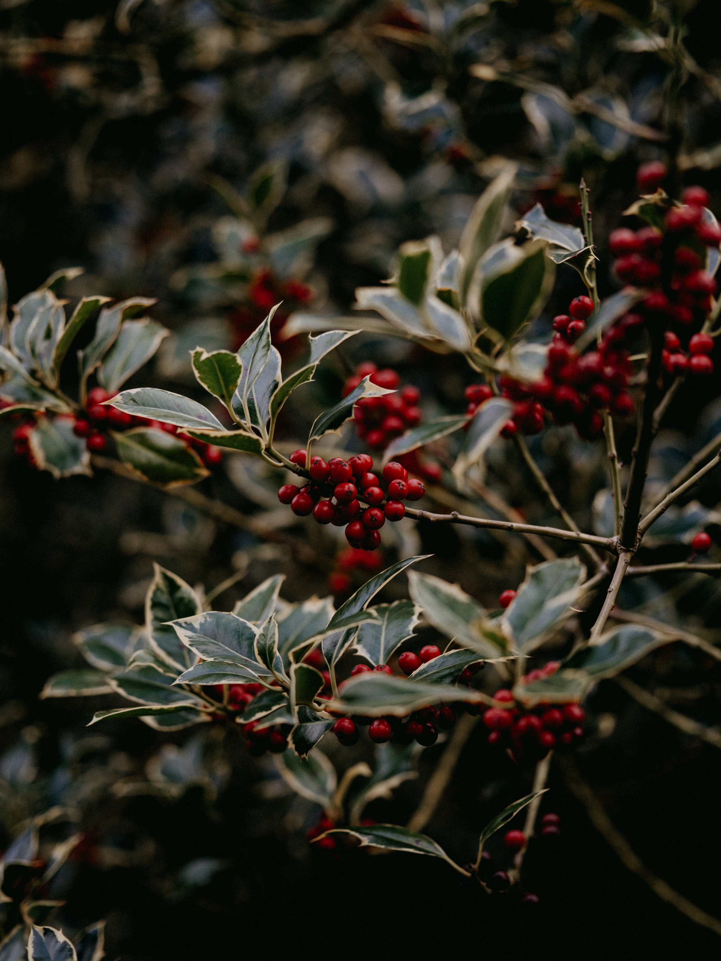 android berries, plant, nature, red, rowan