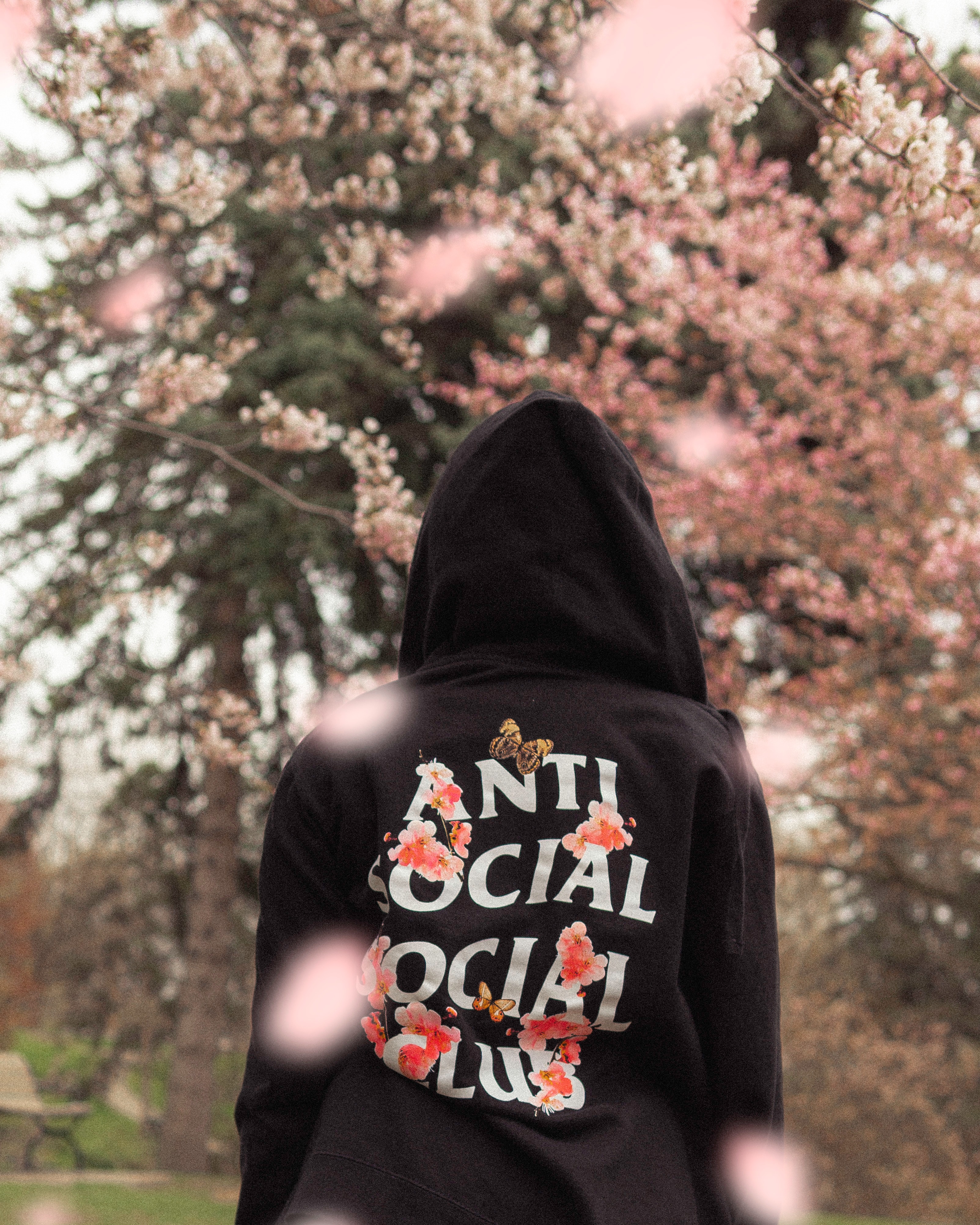 silhouette, sakura, words, inscription, hoodie, hoodies, cherry blossom, print