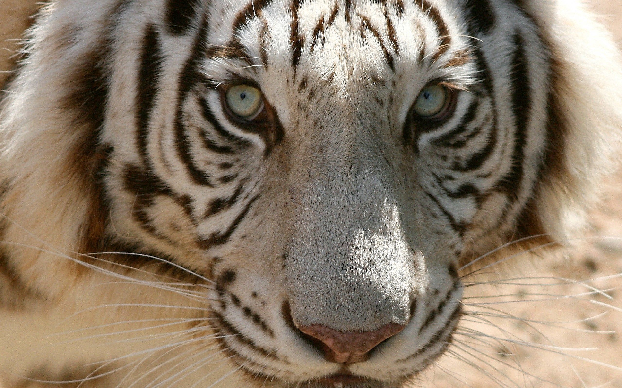 Download mobile wallpaper Opinion, Predator, Sight, Muzzle, Animals, Tiger for free.