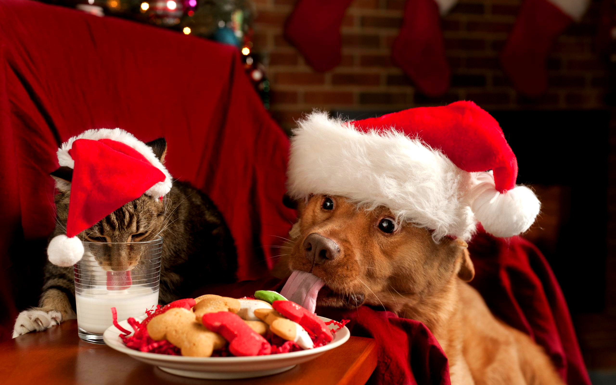 210049 免費下載壁紙 动物, 猫与狗, 猫, 圣诞节, 饼干, 狗, 圣诞帽 屏保和圖片
