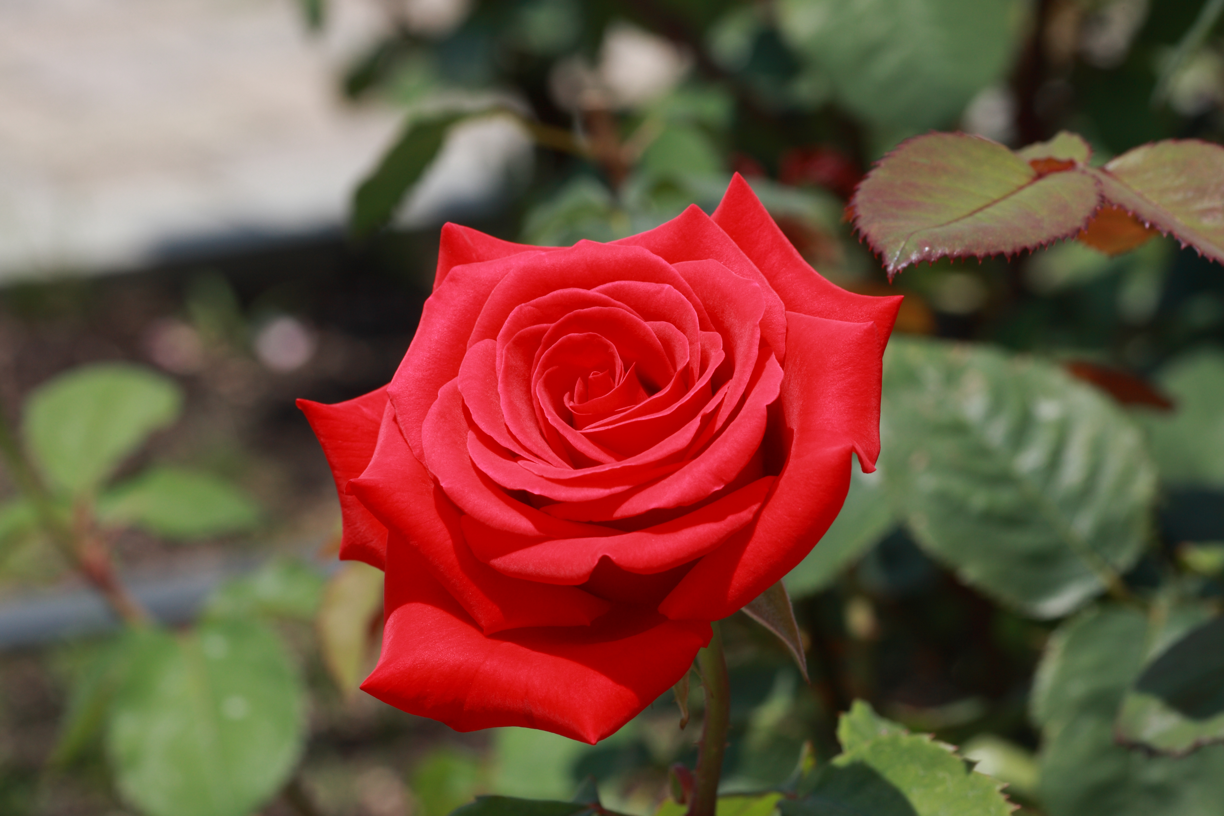 Сорт розы Кардинал