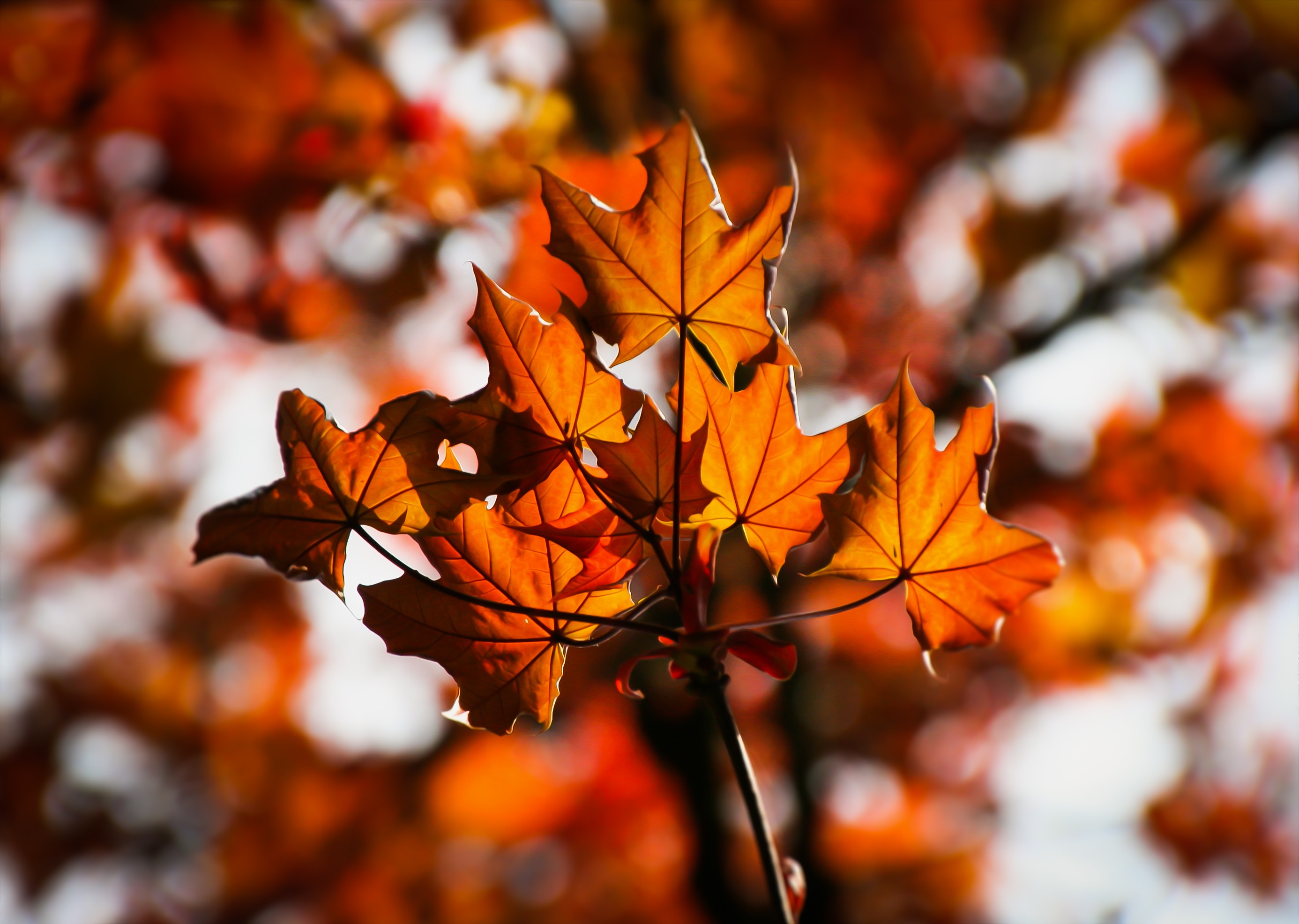 Осень кленовые листья