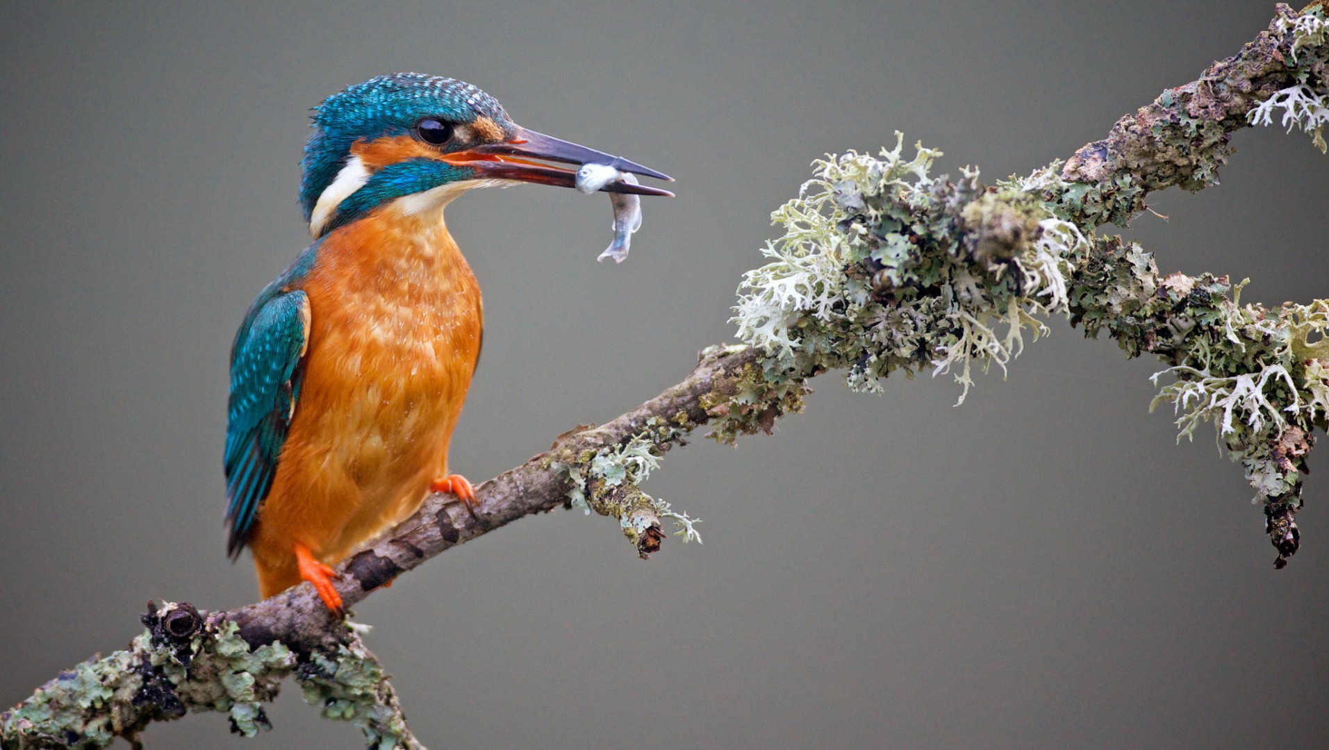 Kingfisher  desktop Images