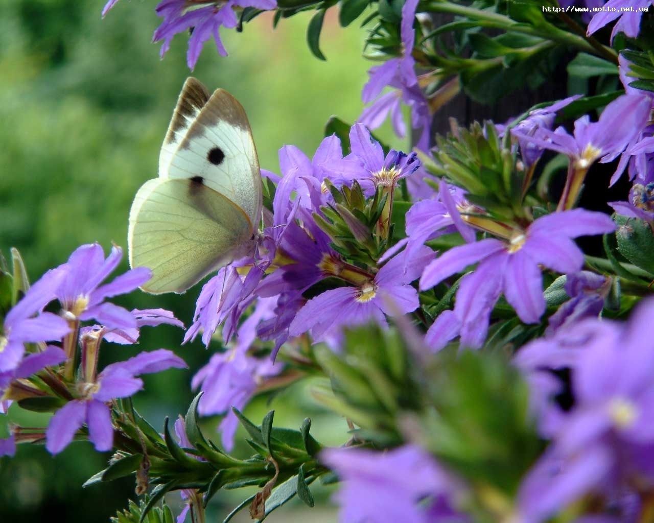 Handy-Wallpaper Blumen, Insekten, Schmetterlinge kostenlos herunterladen.