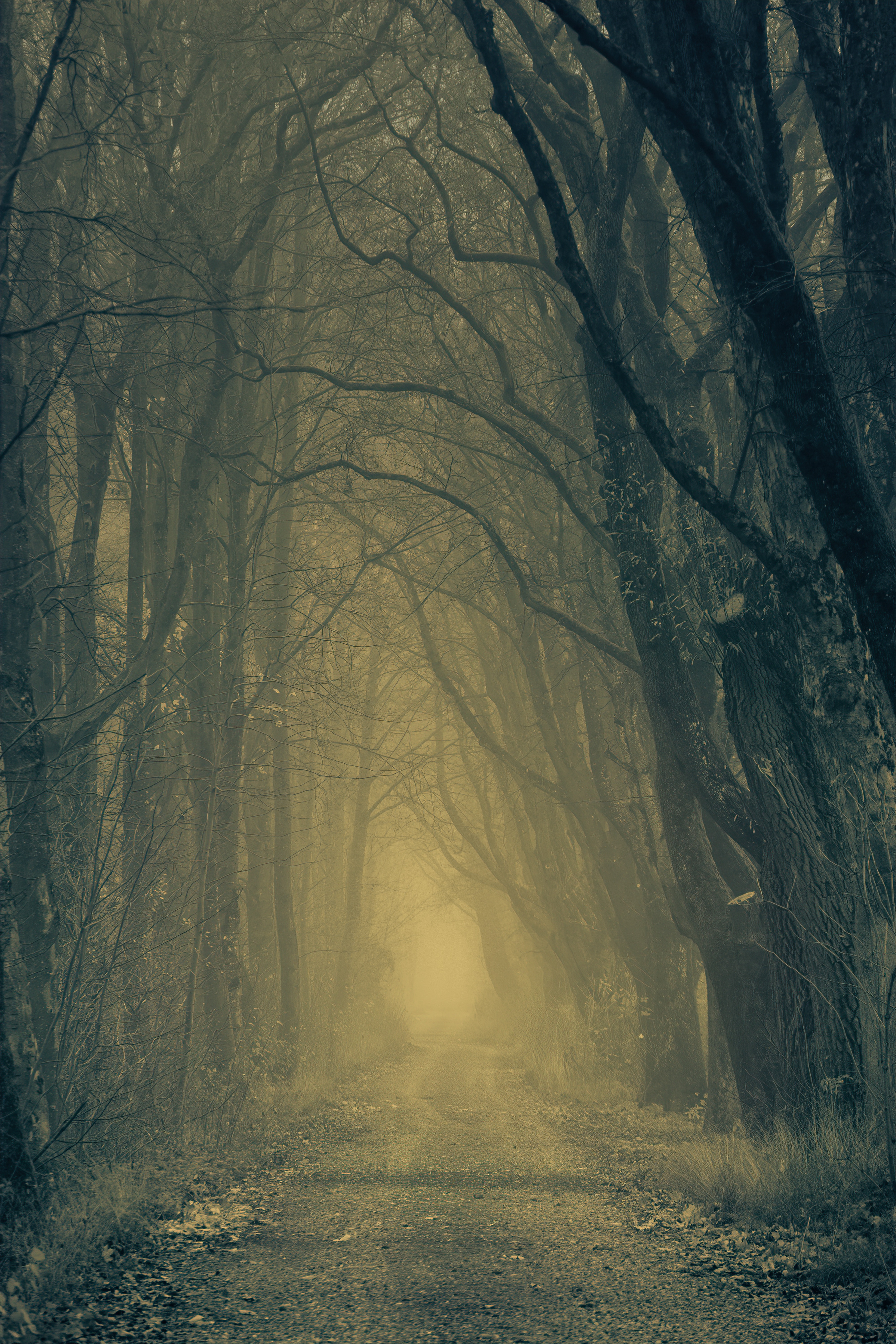 PC Wallpapers nature, trees, autumn, road, forest, fog, gloomy, atmosphere