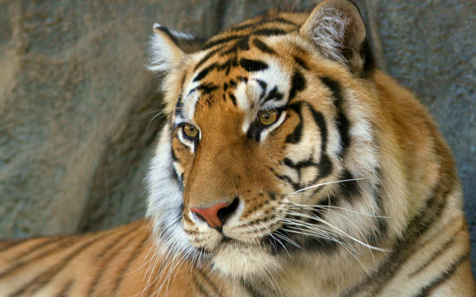 263066 baixar papel de parede animais, tigre, bengala, fechar se, gatos - protetores de tela e imagens gratuitamente
