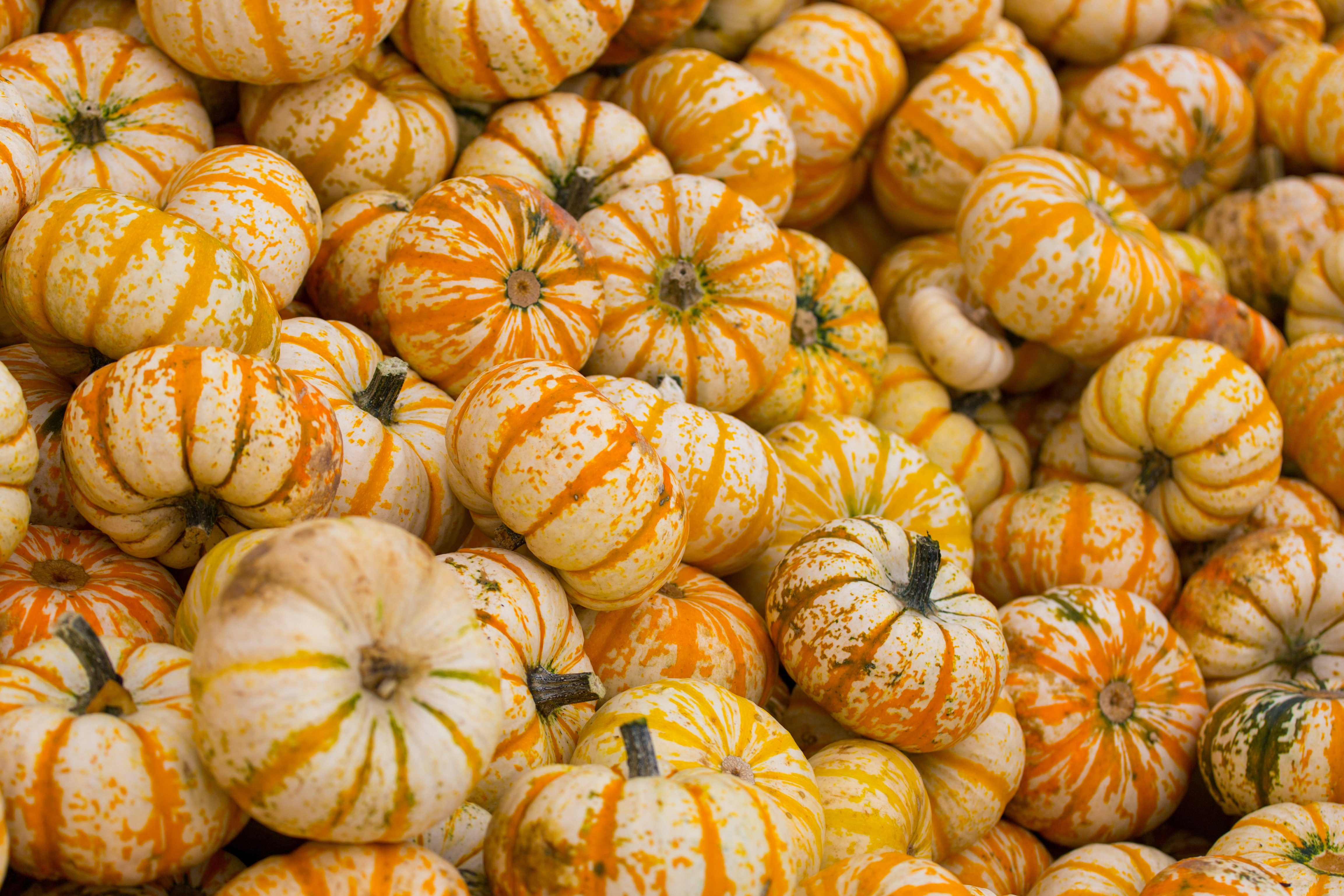 Download mobile wallpaper Harvest, Food, Vegetable, Autumn, Pumpkin for free.