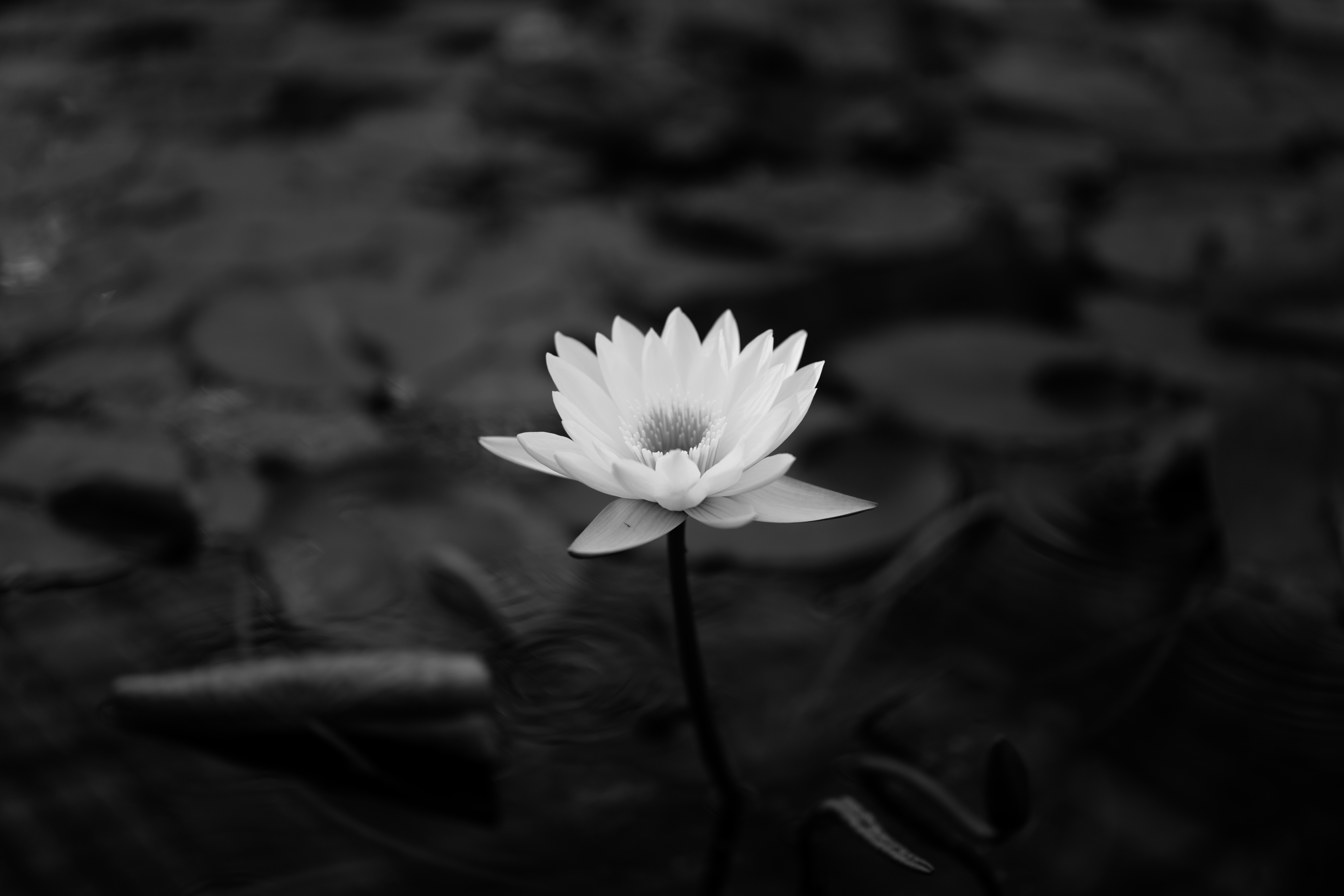 bw, water lily, lotus, flowers, leaves, chb Full HD