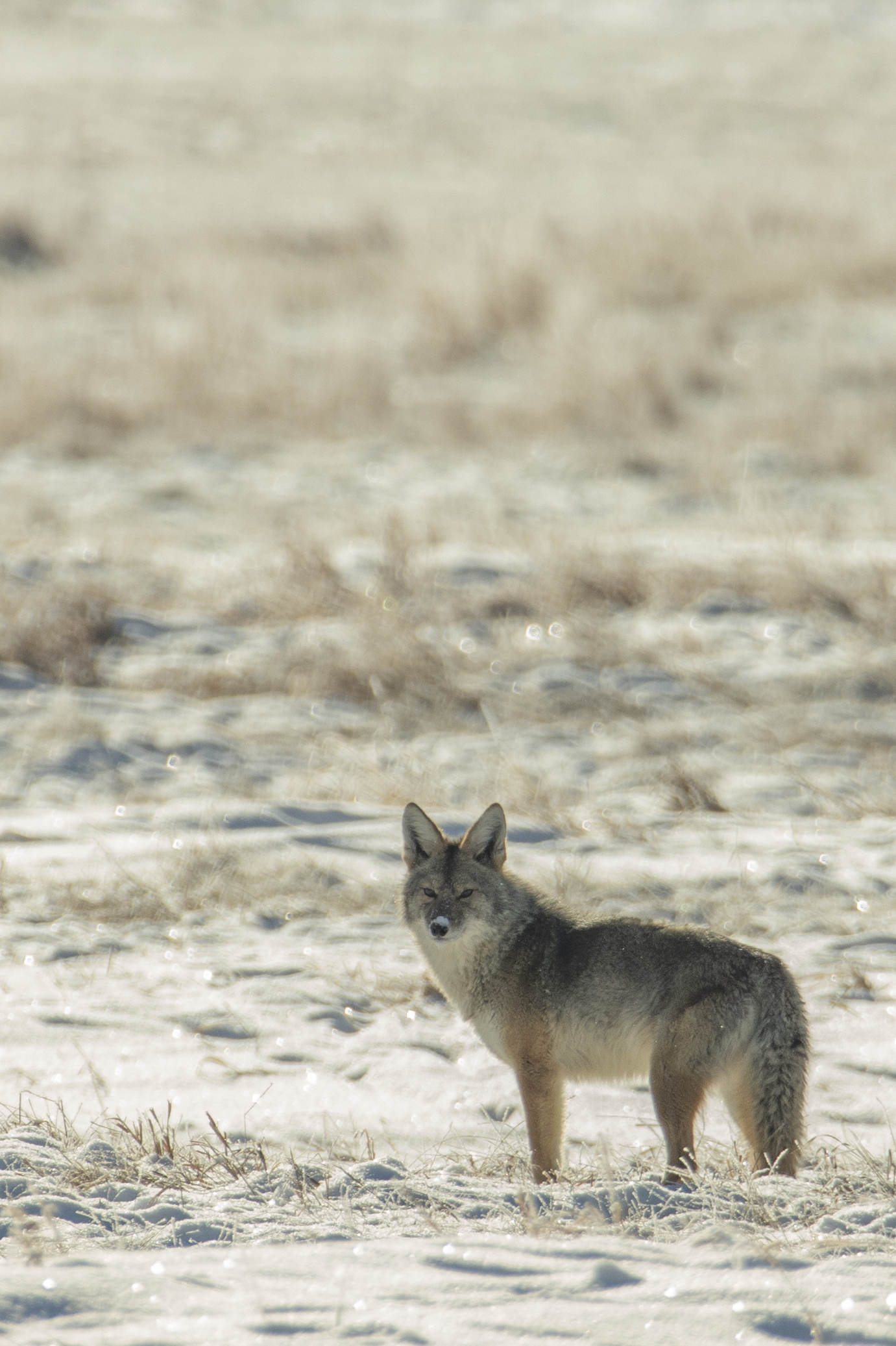 Download mobile wallpaper Winter, Snow, Animals, Coyote, Grey, Animal, Wildlife for free.