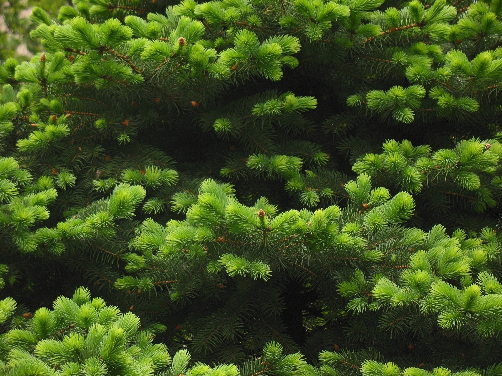 Download mobile wallpaper Plants, Fir Trees for free.