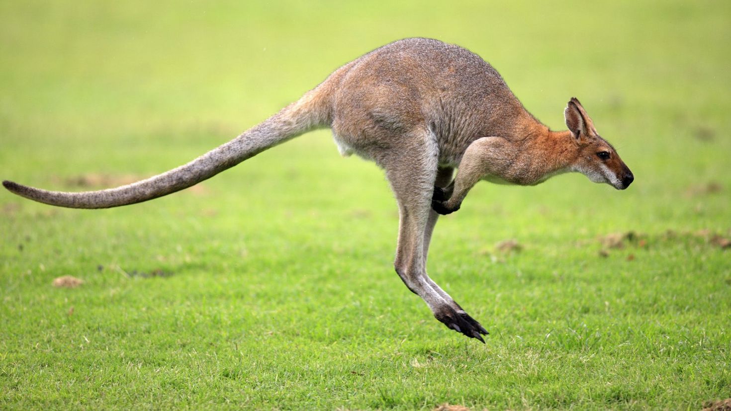 Животное с 3 е. Сумчатые кенгуру. Сумчатые кенгуру в Австралии. Валлаби Австралия. Кенгуру животное Австралии.