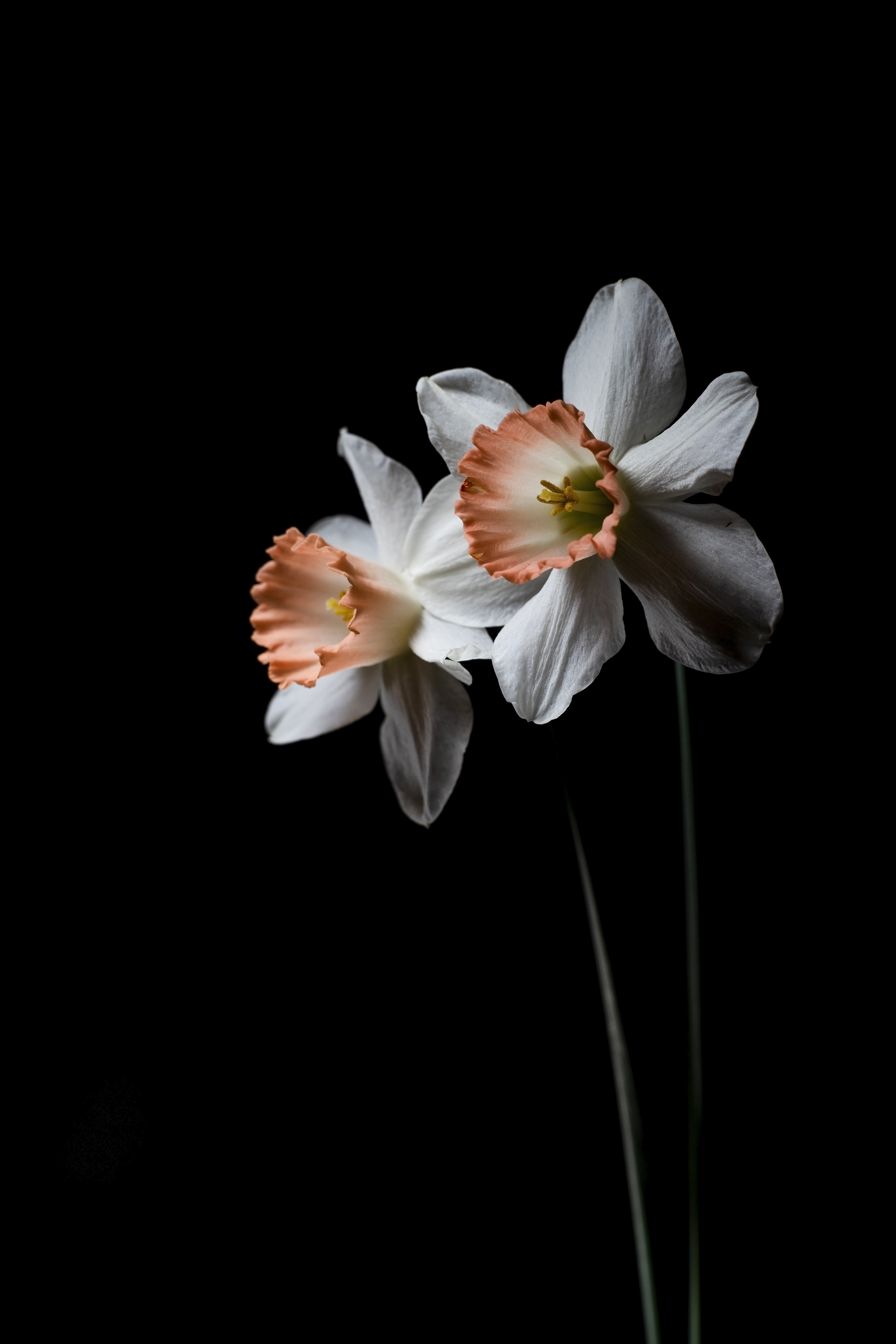 Laden Sie das Blume, Pflanze, Das Schwarze, Narzisse, Narcissus, Blumen-Bild kostenlos auf Ihren PC-Desktop herunter