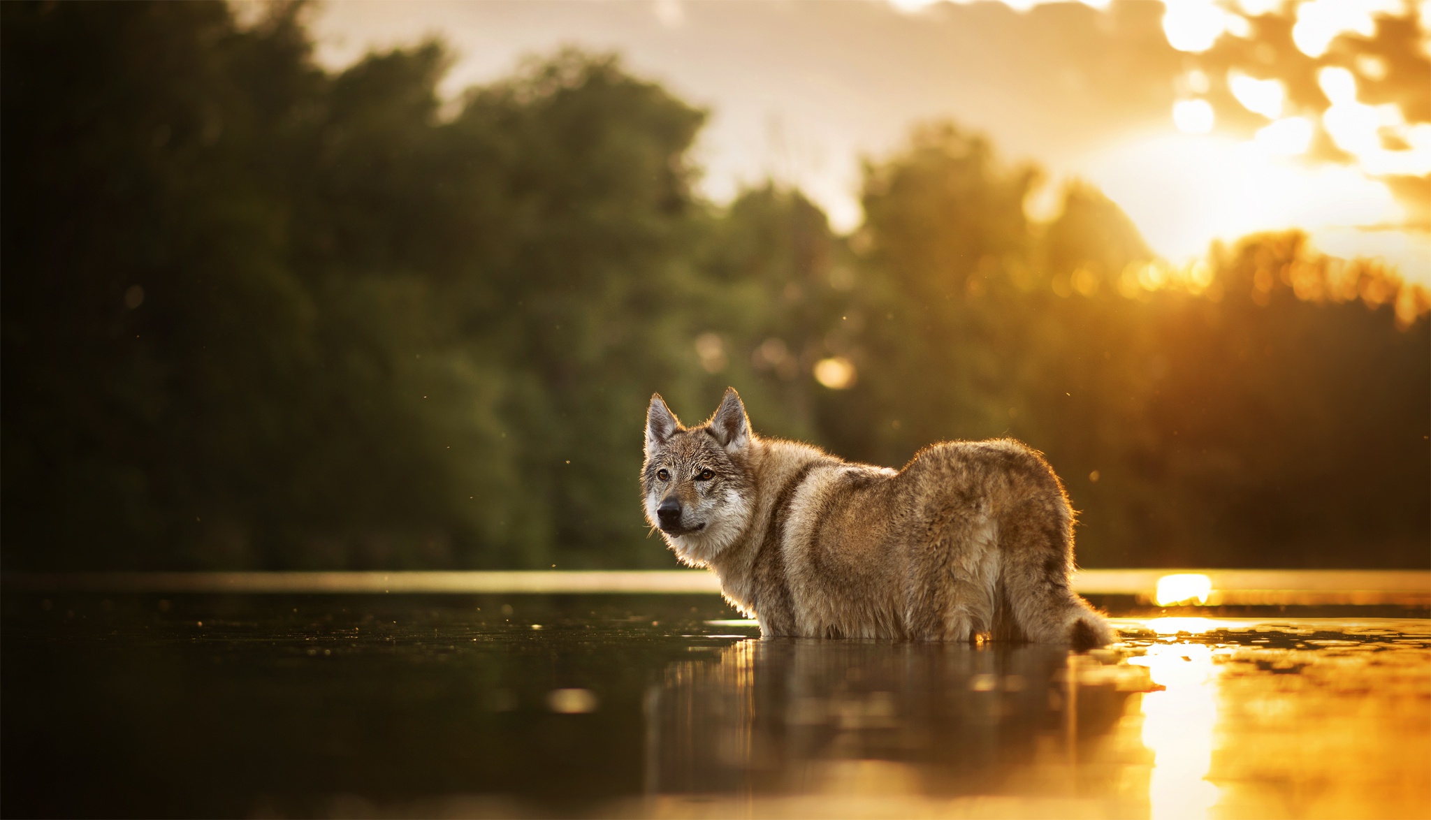 Волк возле воды