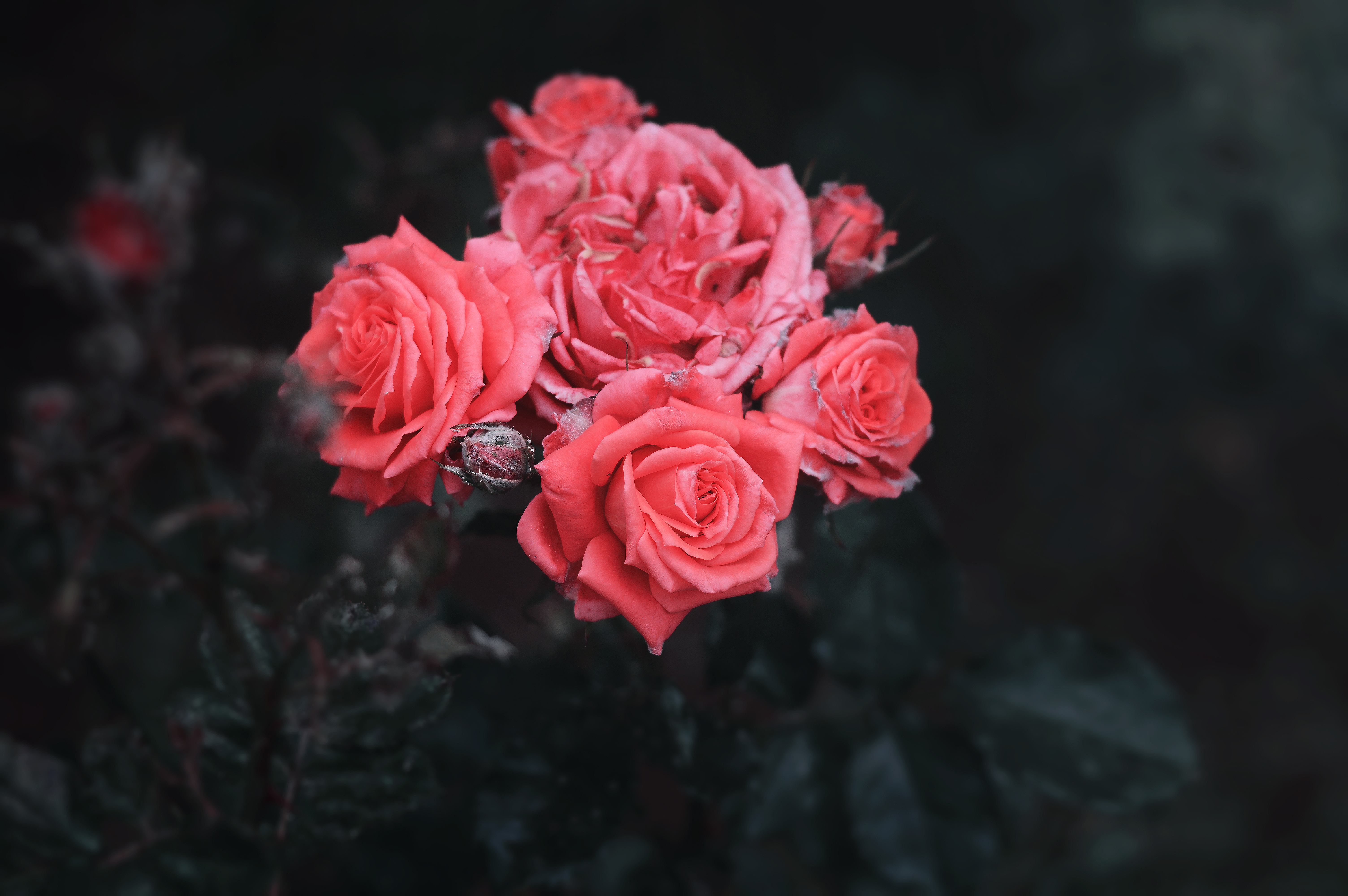Free download wallpaper Bush, Buds, Roses, Flowers on your PC desktop