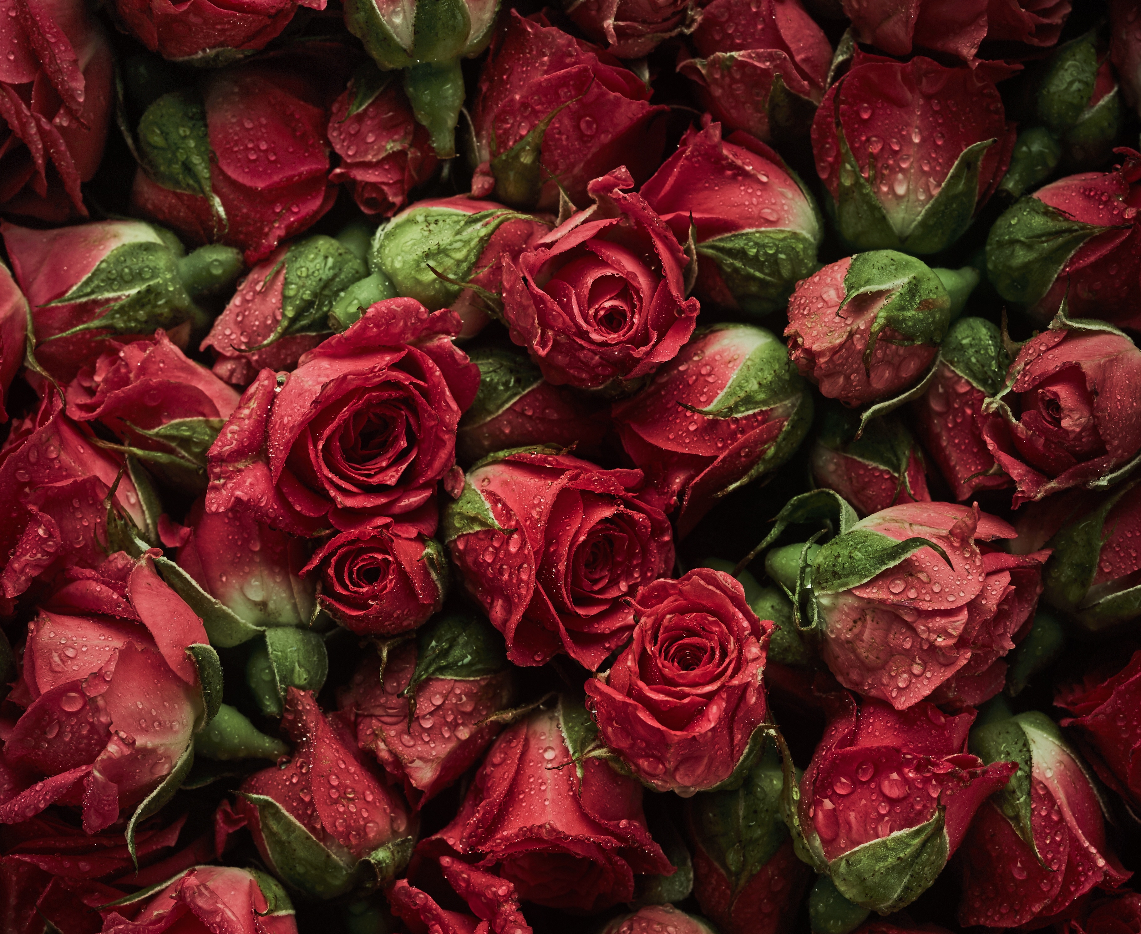 Handy-Wallpaper Blumen, Blume, Rose, Rote Rose, Rote Blume, Erde/natur kostenlos herunterladen.