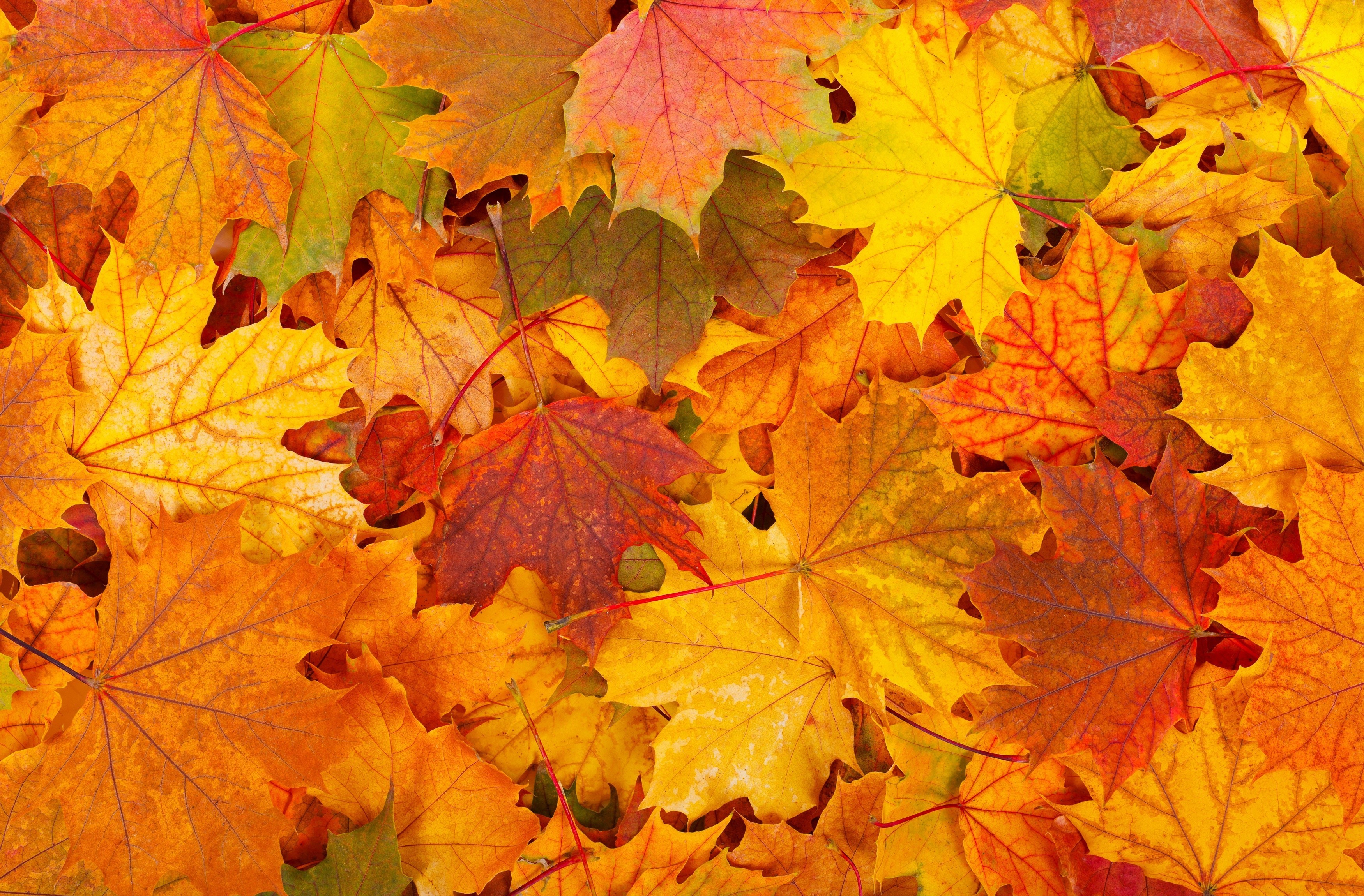 Free download wallpaper Leaf, Fall, Earth on your PC desktop