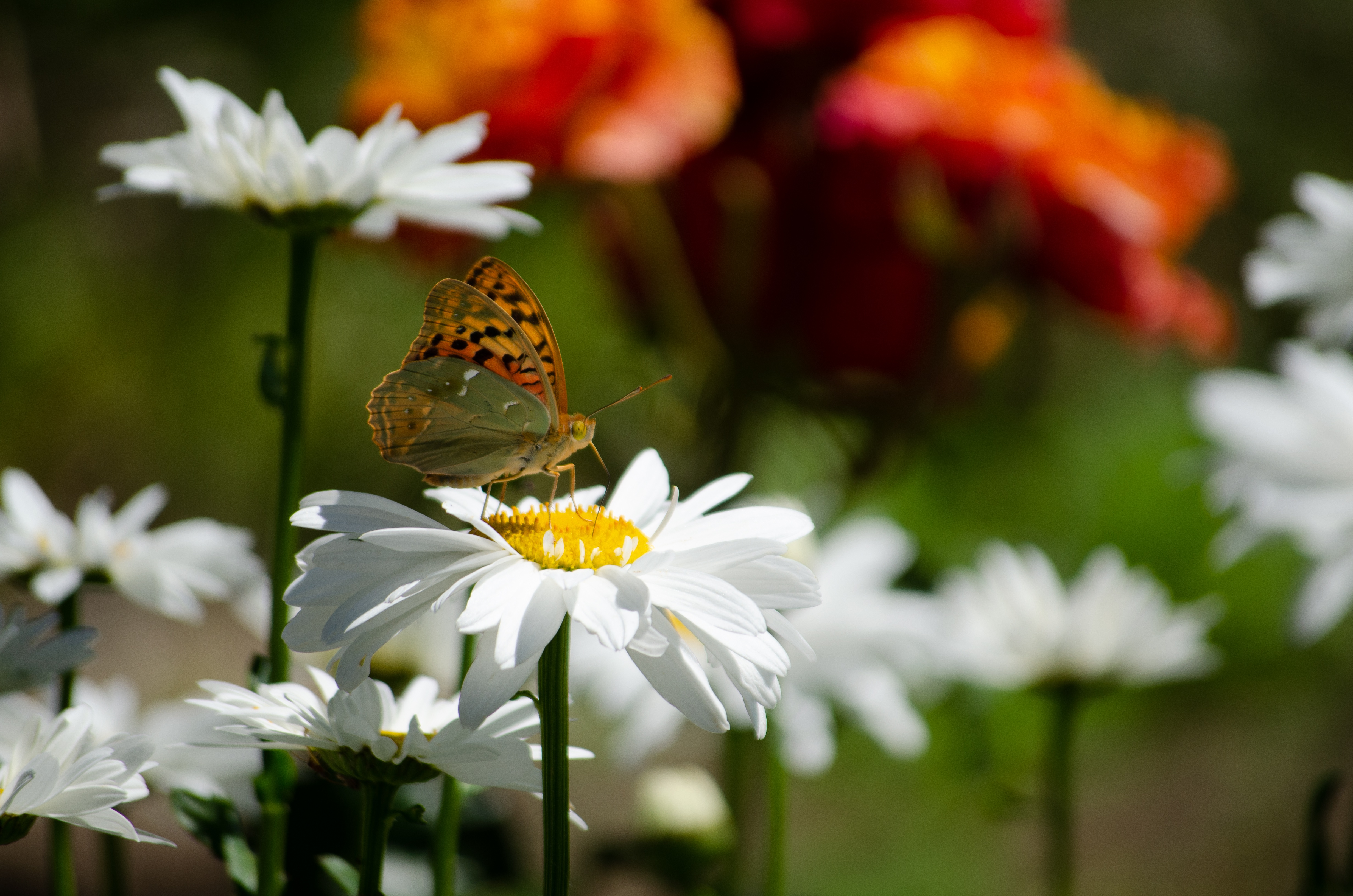 Download mobile wallpaper Nature, Summer, Flower, Macro, Insect, Butterfly, Animal, Chamomile, White Flower for free.