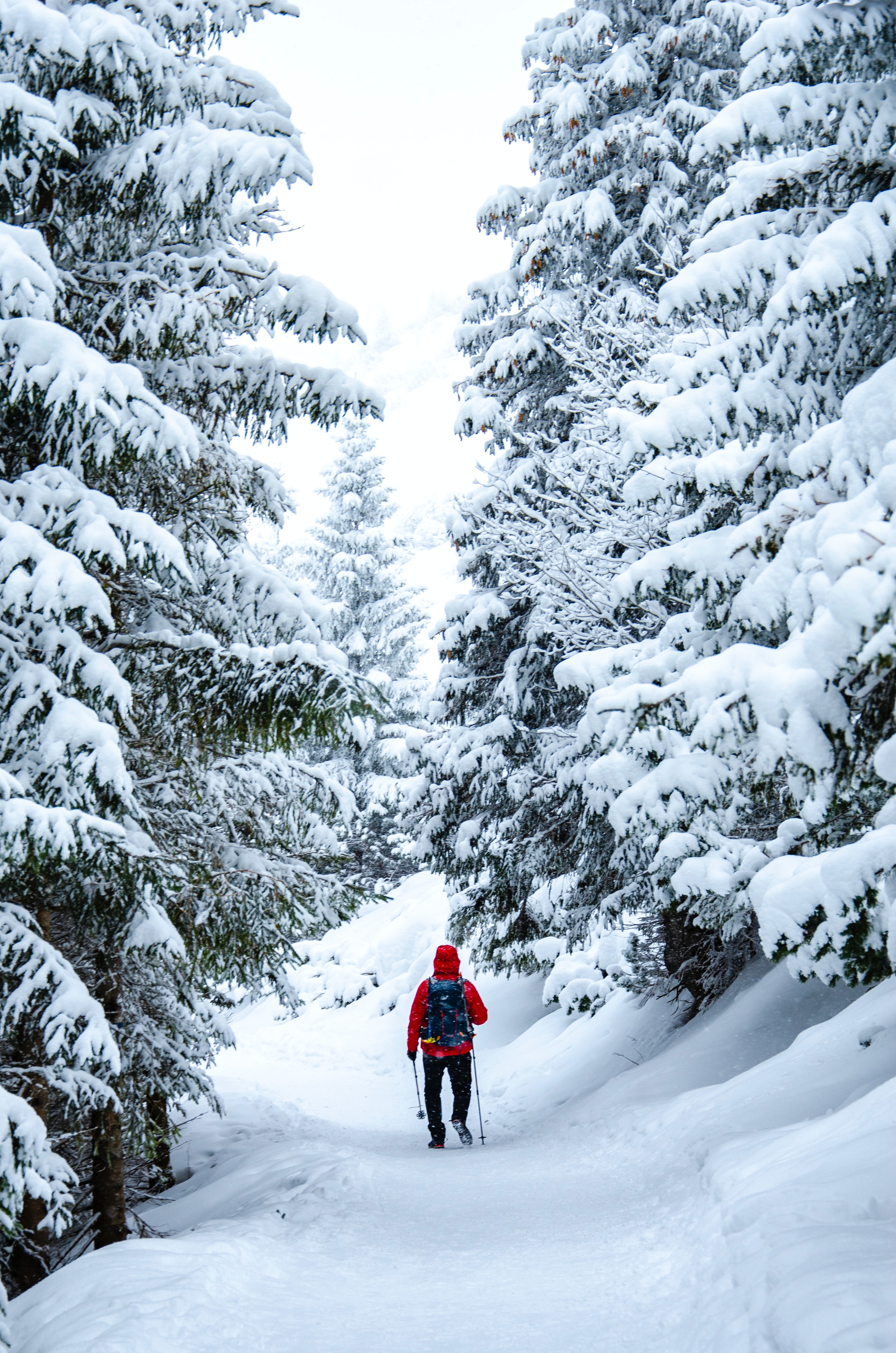 miscellaneous, winter, trees, snow, miscellanea, skier 4K