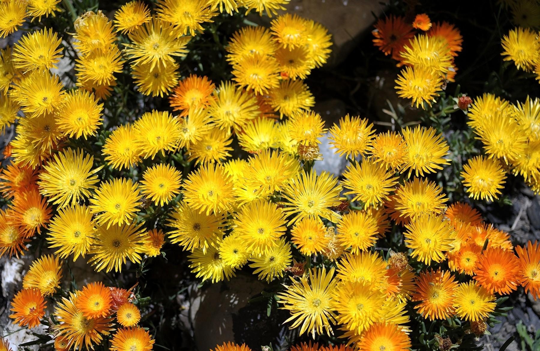 flowers, yellow, orange, aptenias, apthenia