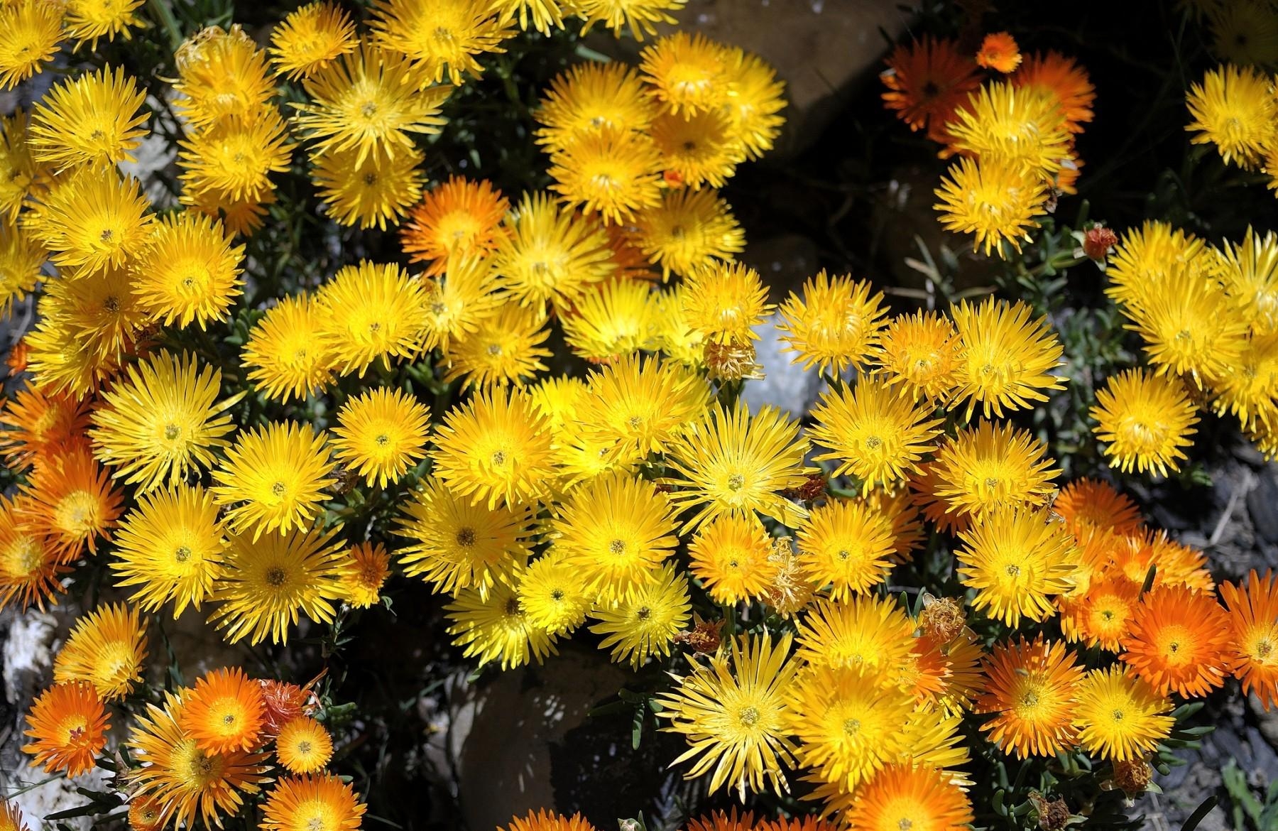 110996 Lade kostenlos Orange Hintergrundbilder für dein Handy herunter,  Orange Bilder und Bildschirmschoner für dein Handy